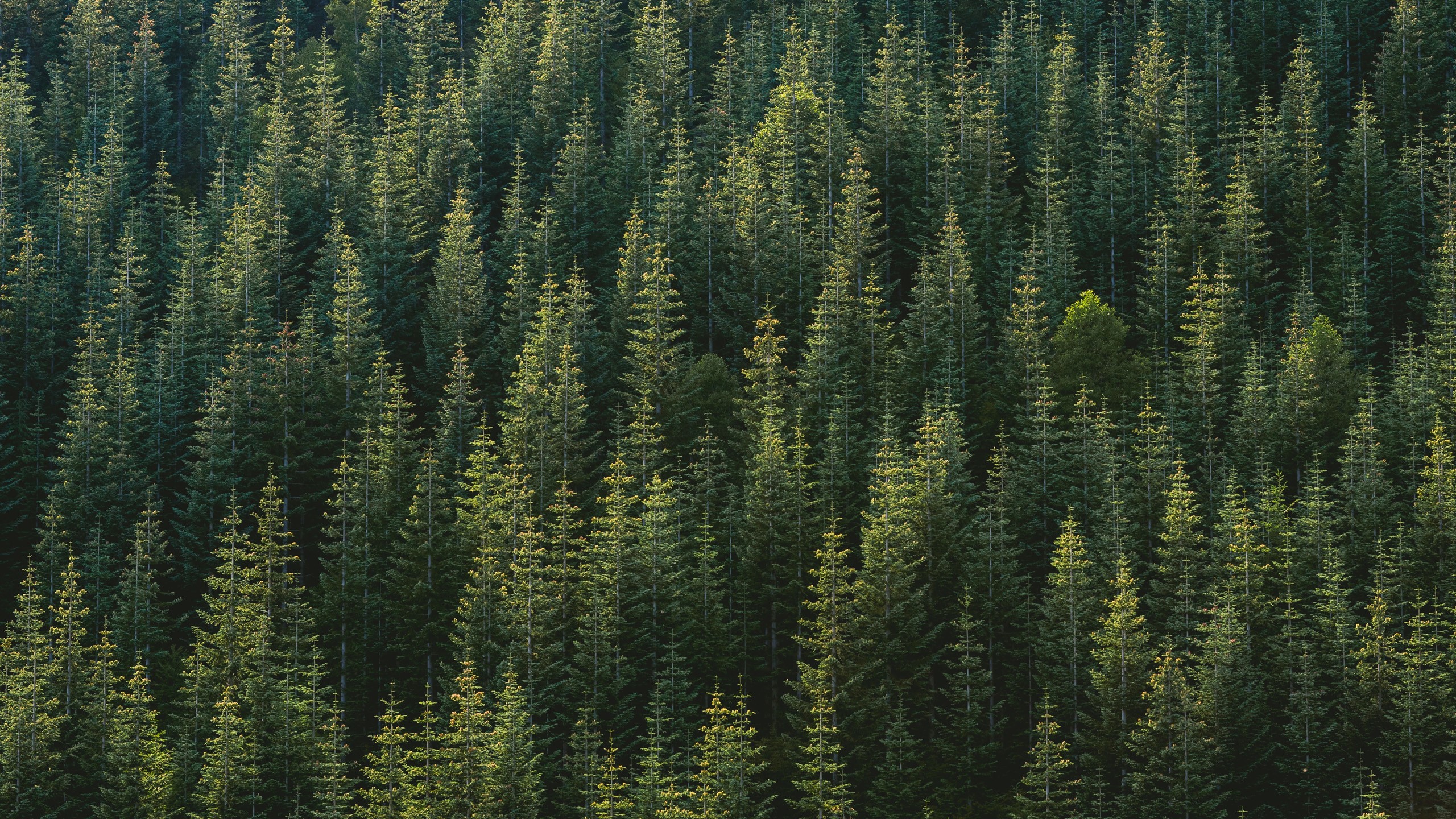 Dense forest of evergreen trees HD Wallpaper