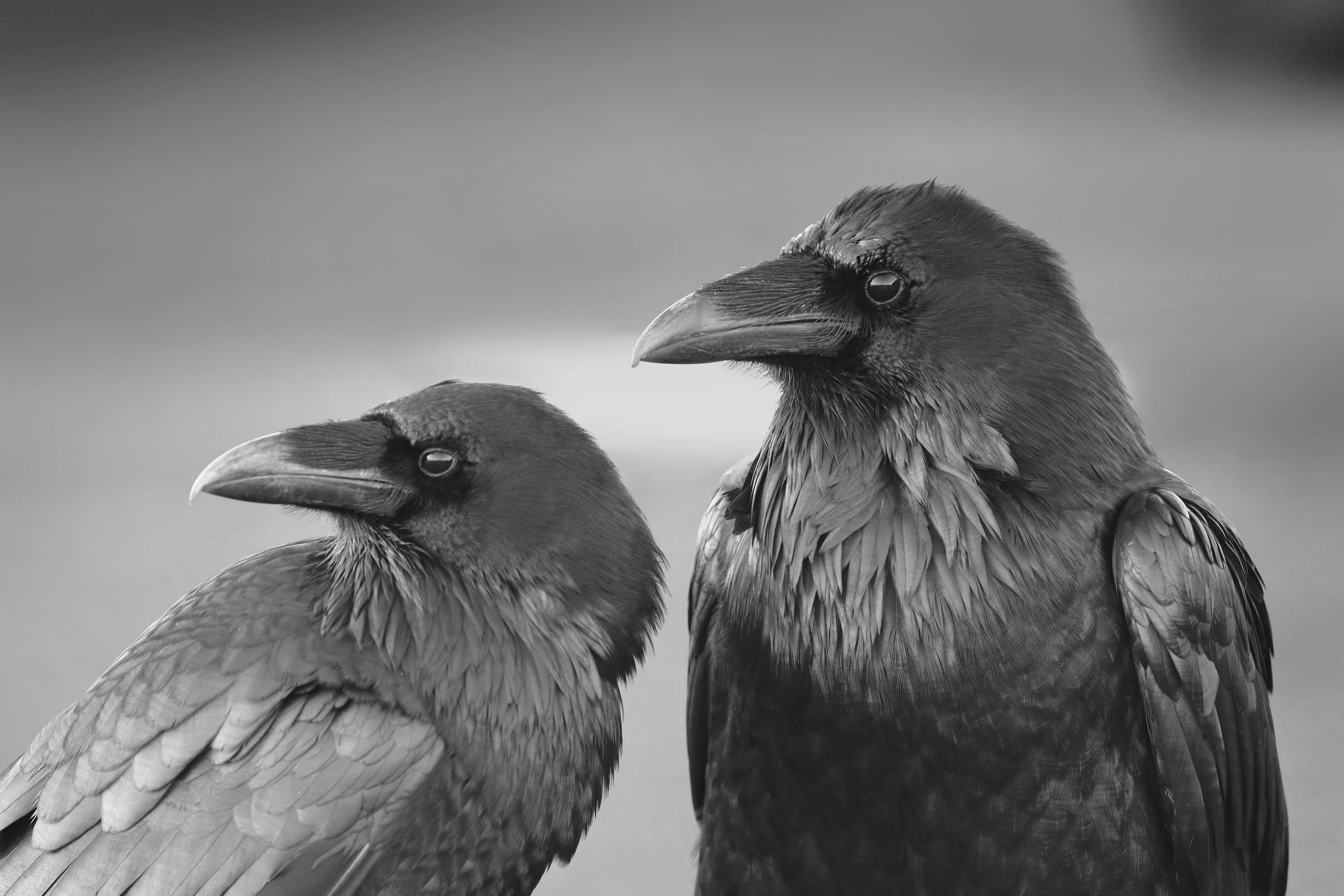 Two ravens in monochrome HD Wallpaper