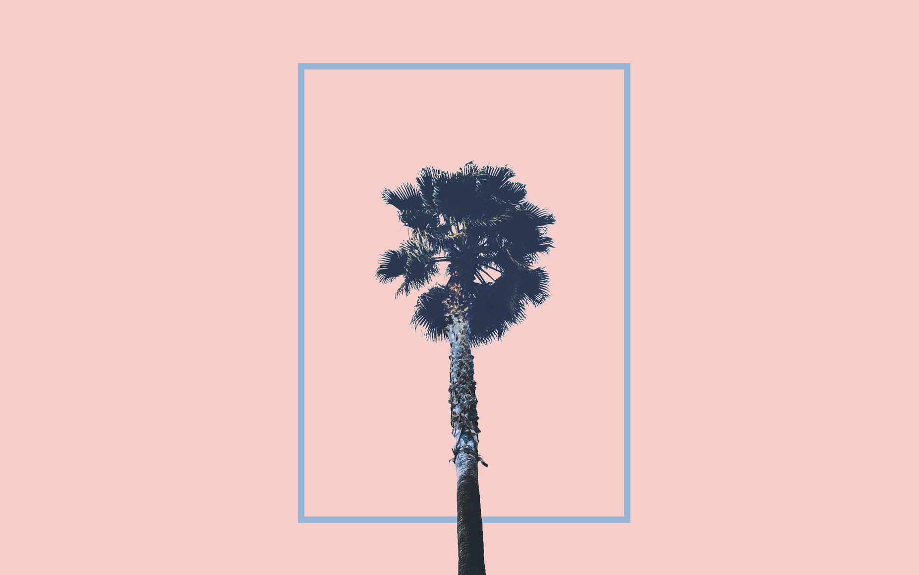 Palm tree inside a blue frame on a pink background HD Wallpaper