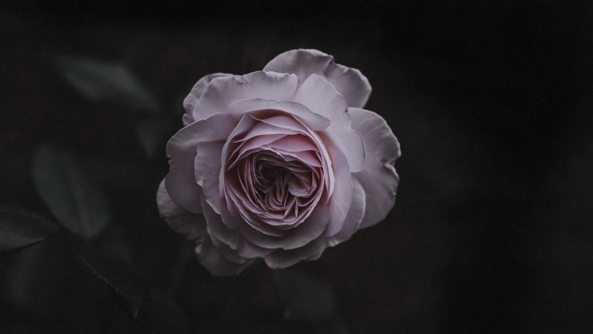 Close-up of a pale pink rose with dark background HD Wallpaper