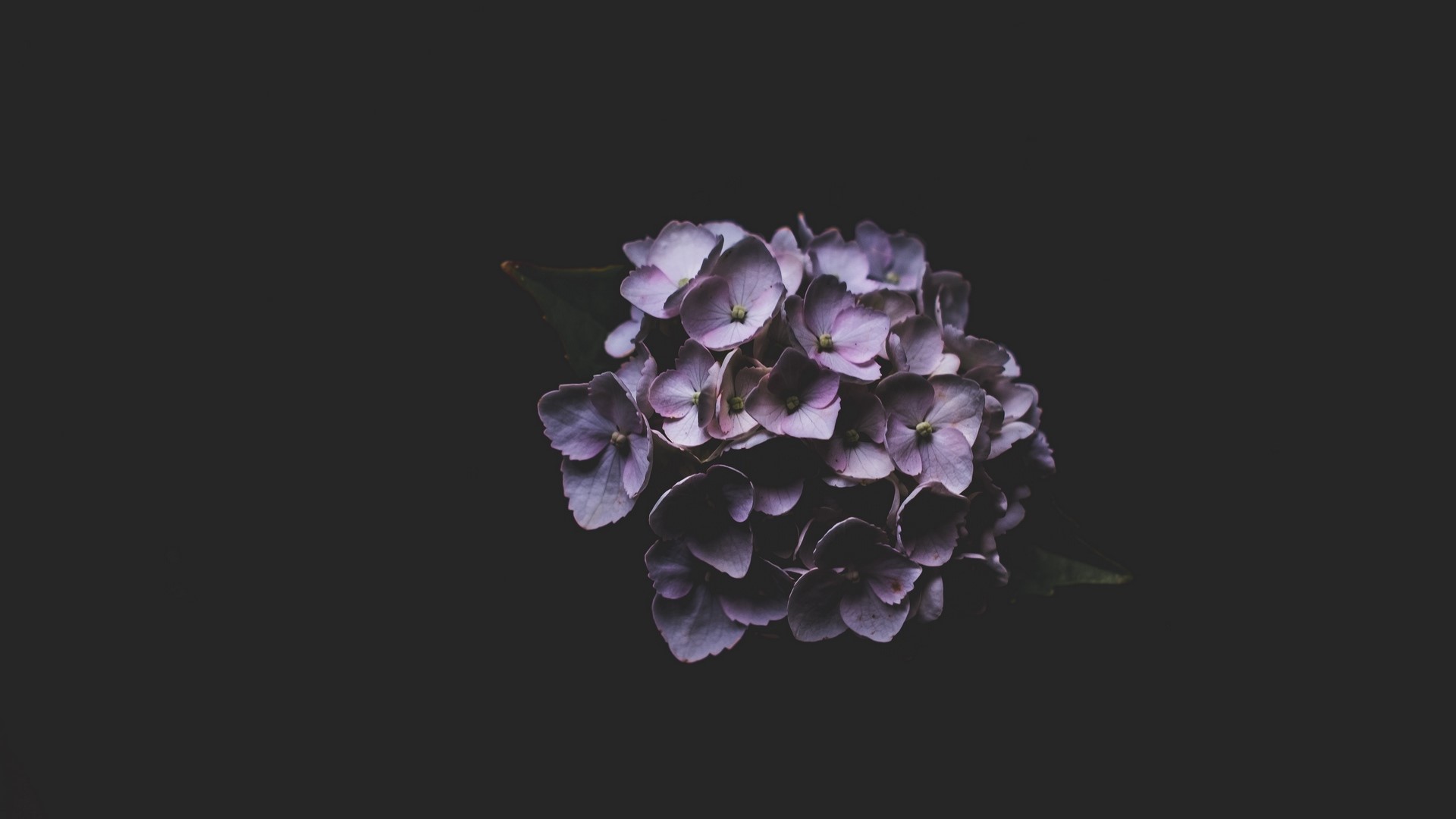 Lilac hydrangea flower on dark background HD Wallpaper