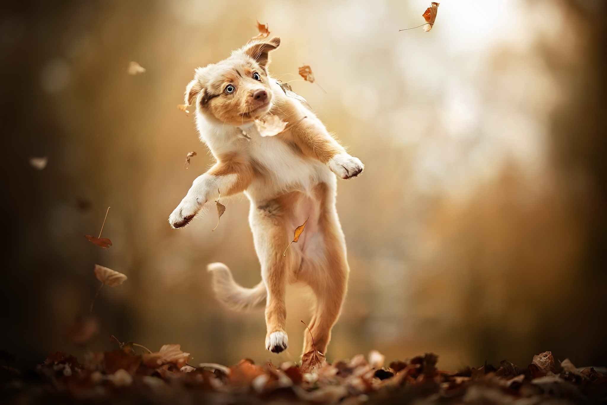 Puppy jumping in autumn leaves HD Wallpaper