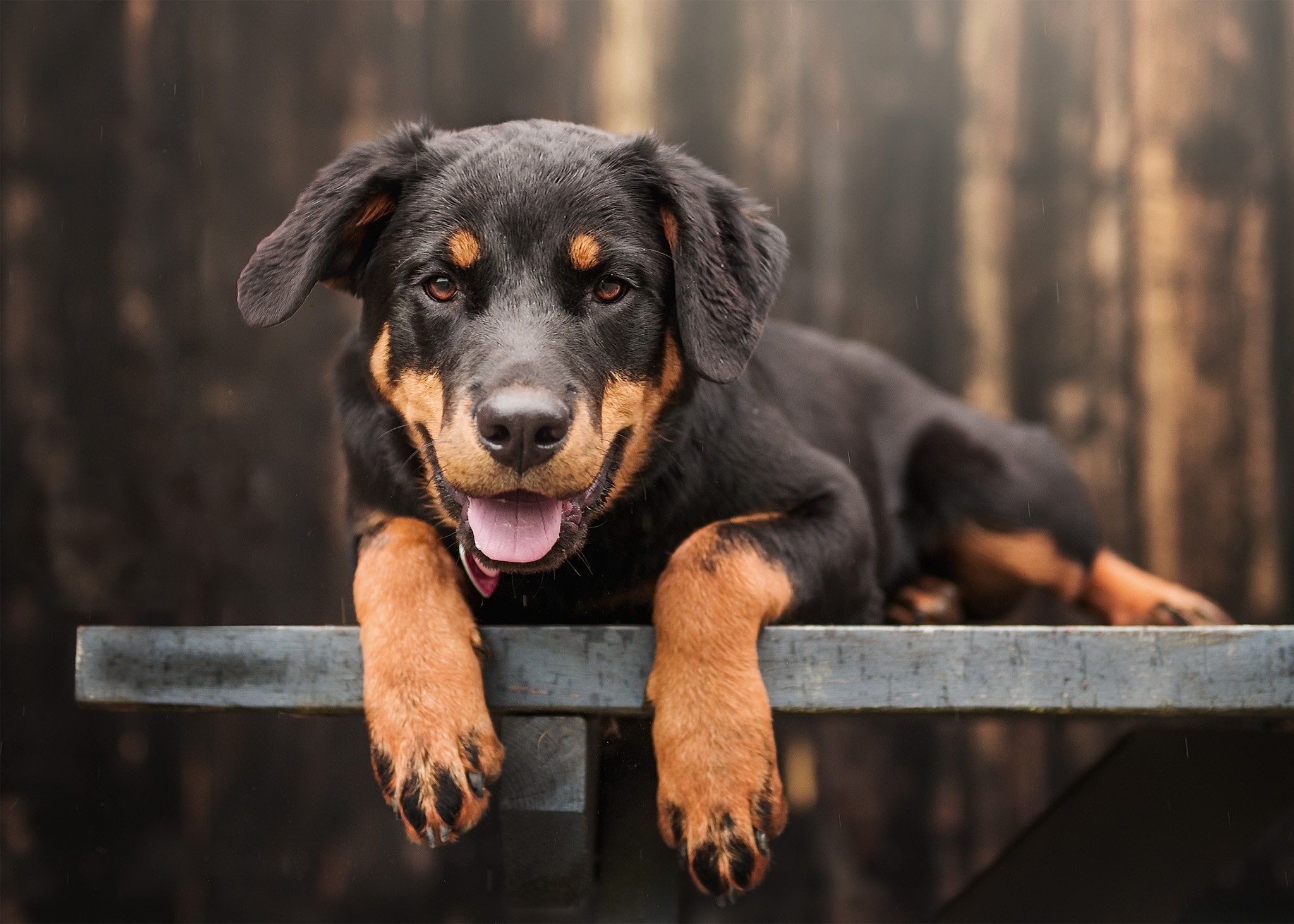 A Rottweiler puppy lying on a bench outdoors HD Wallpaper