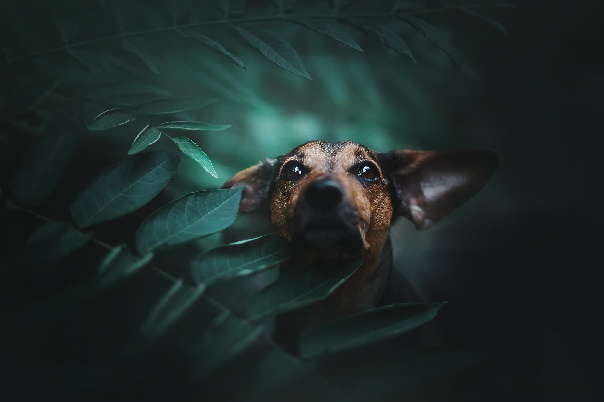 Dog peeking through dark green leaves HD Wallpaper