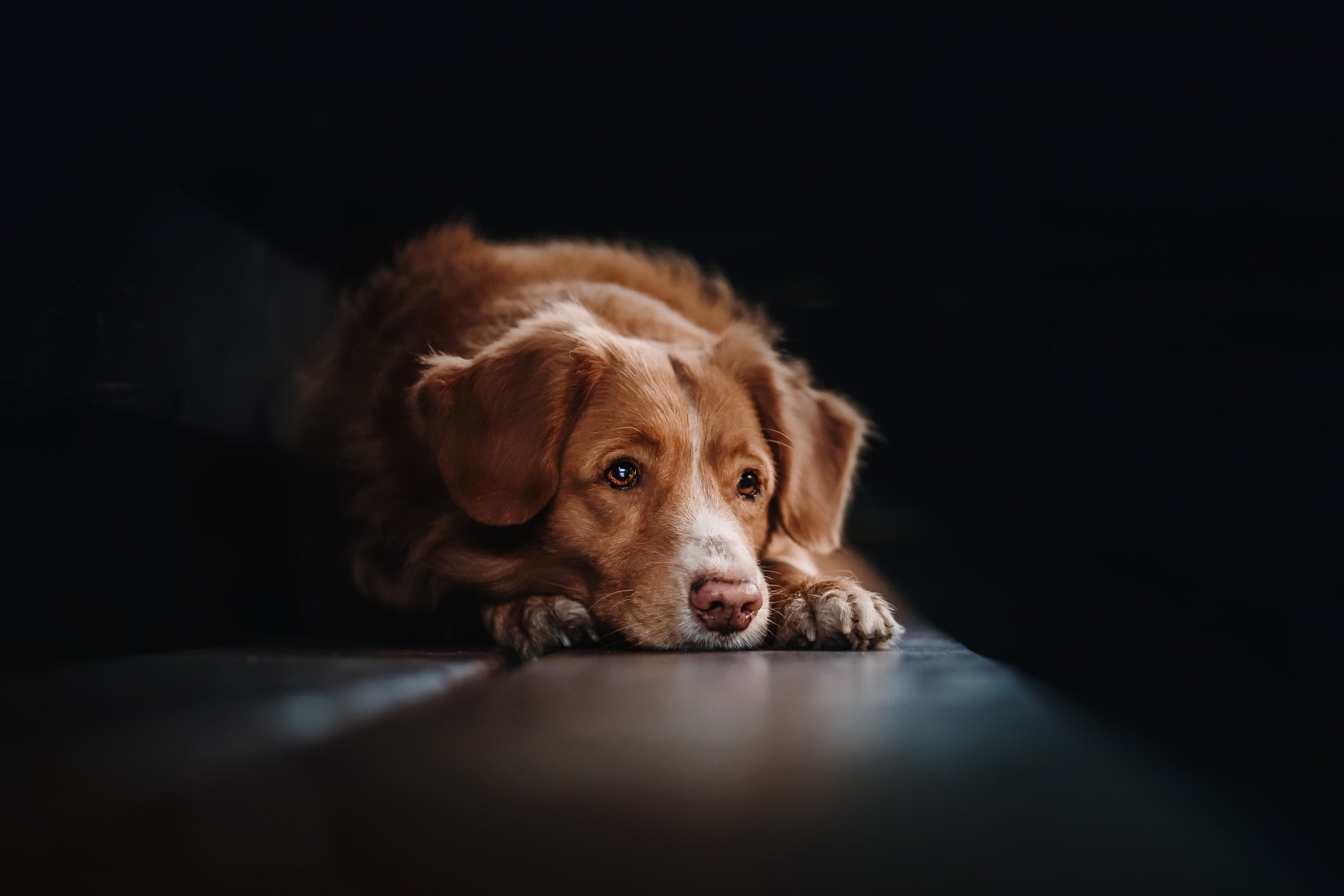 Brown dog lying down on a dark surface HD Wallpaper