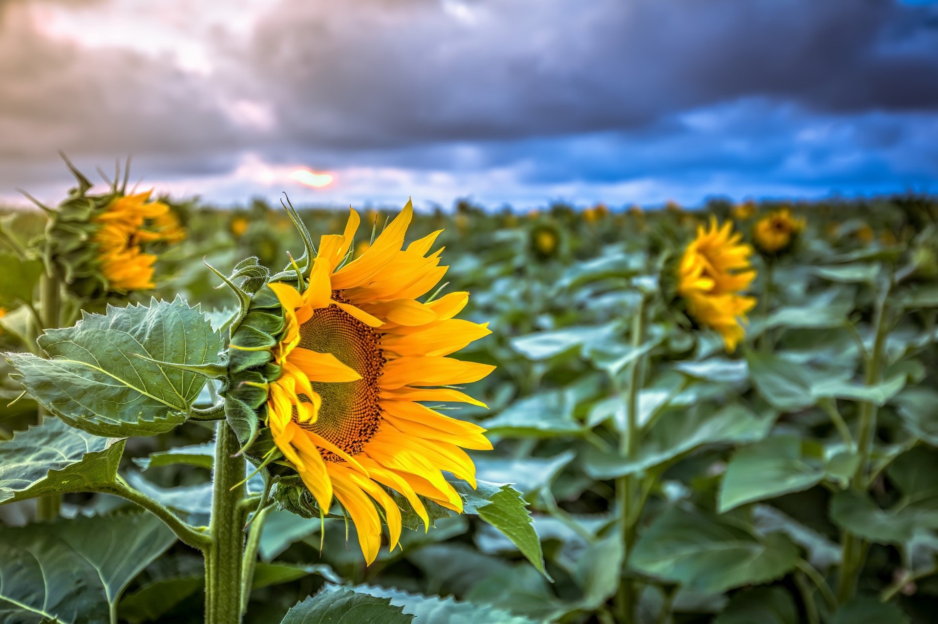 Field of sunflowers under a cloudy sky HD Wallpaper