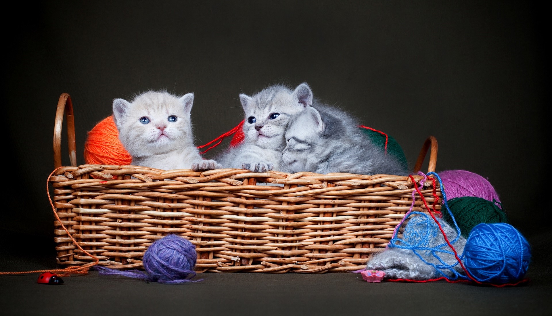 Kittens in a basket with yarn HD Wallpaper
