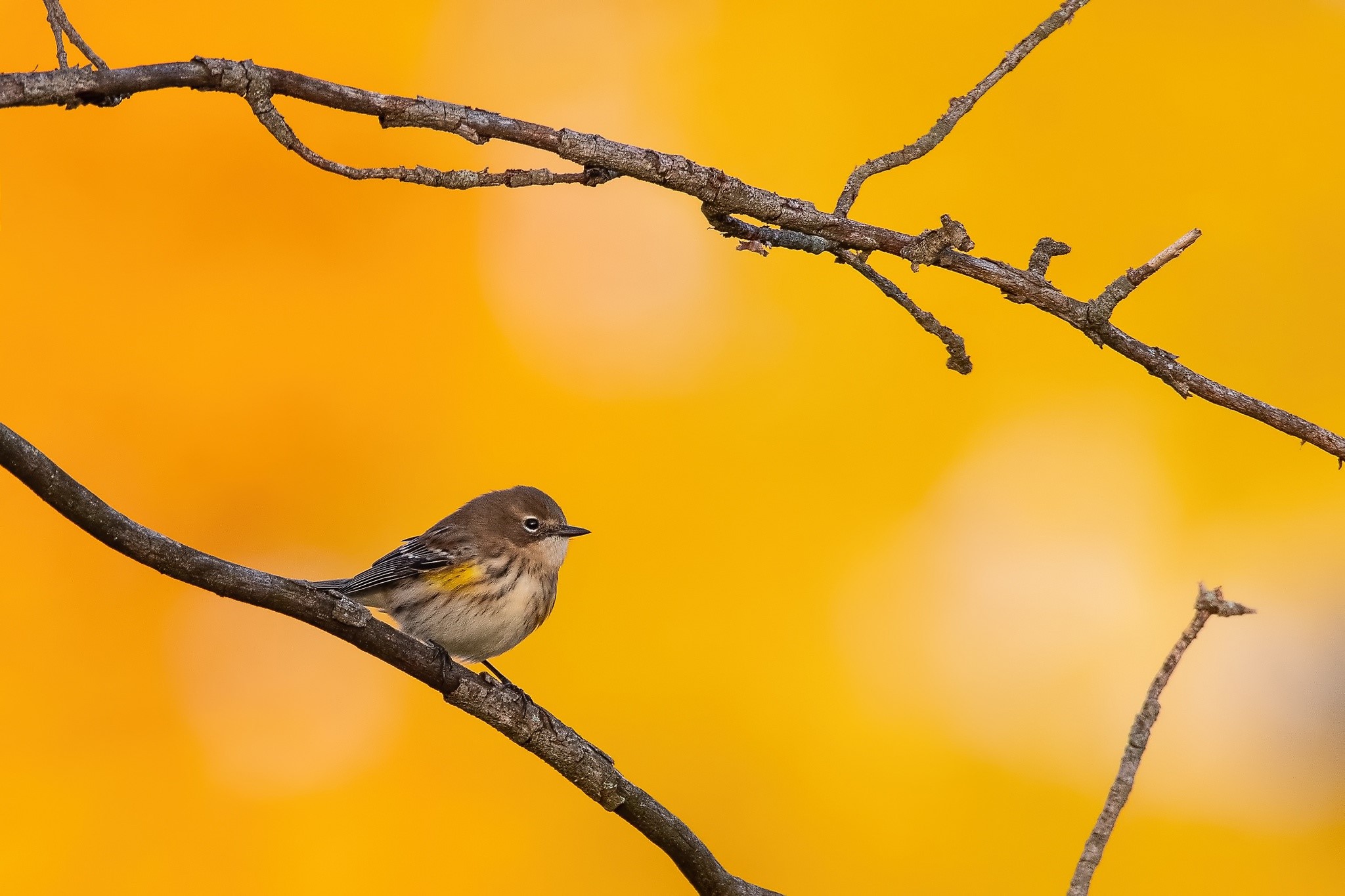 Yellow-rumped warbler on a branch with orange background HD Wallpaper