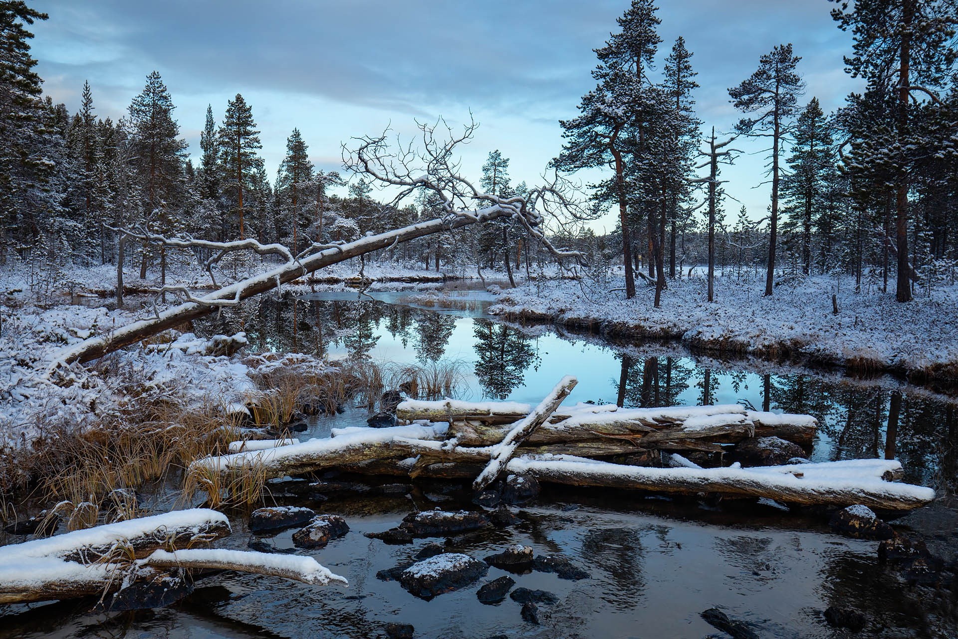 Winter forest with river and fallen trees HD Wallpaper