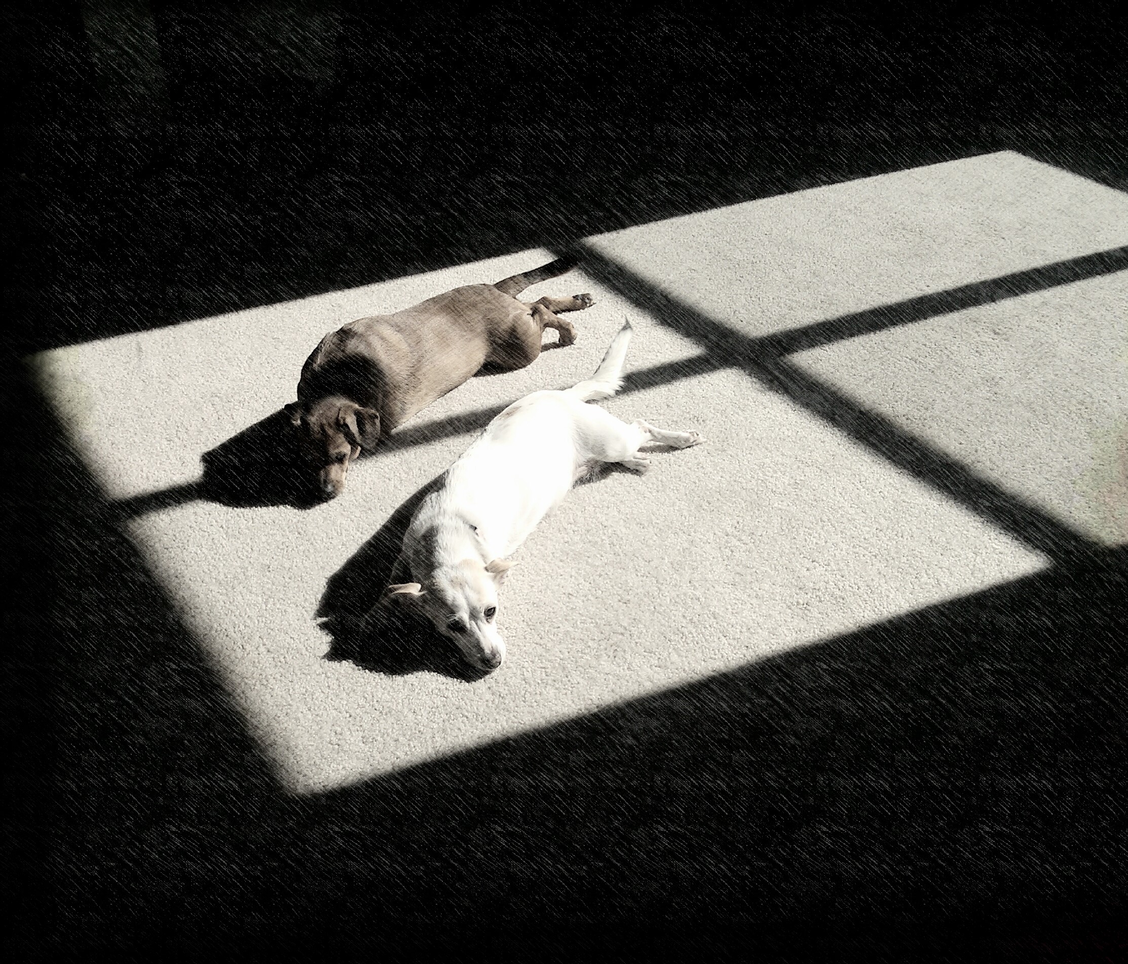 Two dogs resting in a sunbeam on a carpet HD Wallpaper