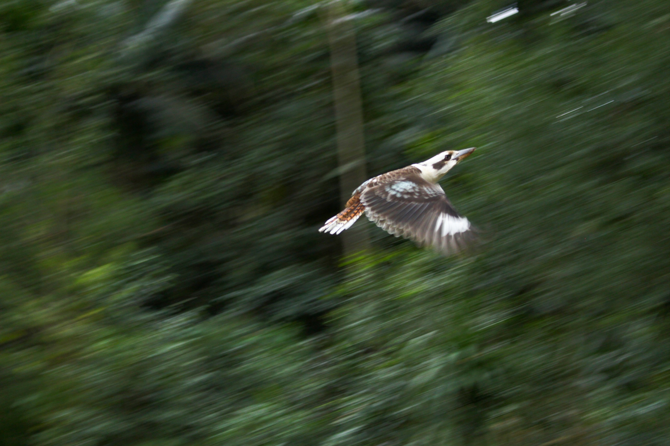 Kookaburra bird in flight over green forest HD Wallpaper