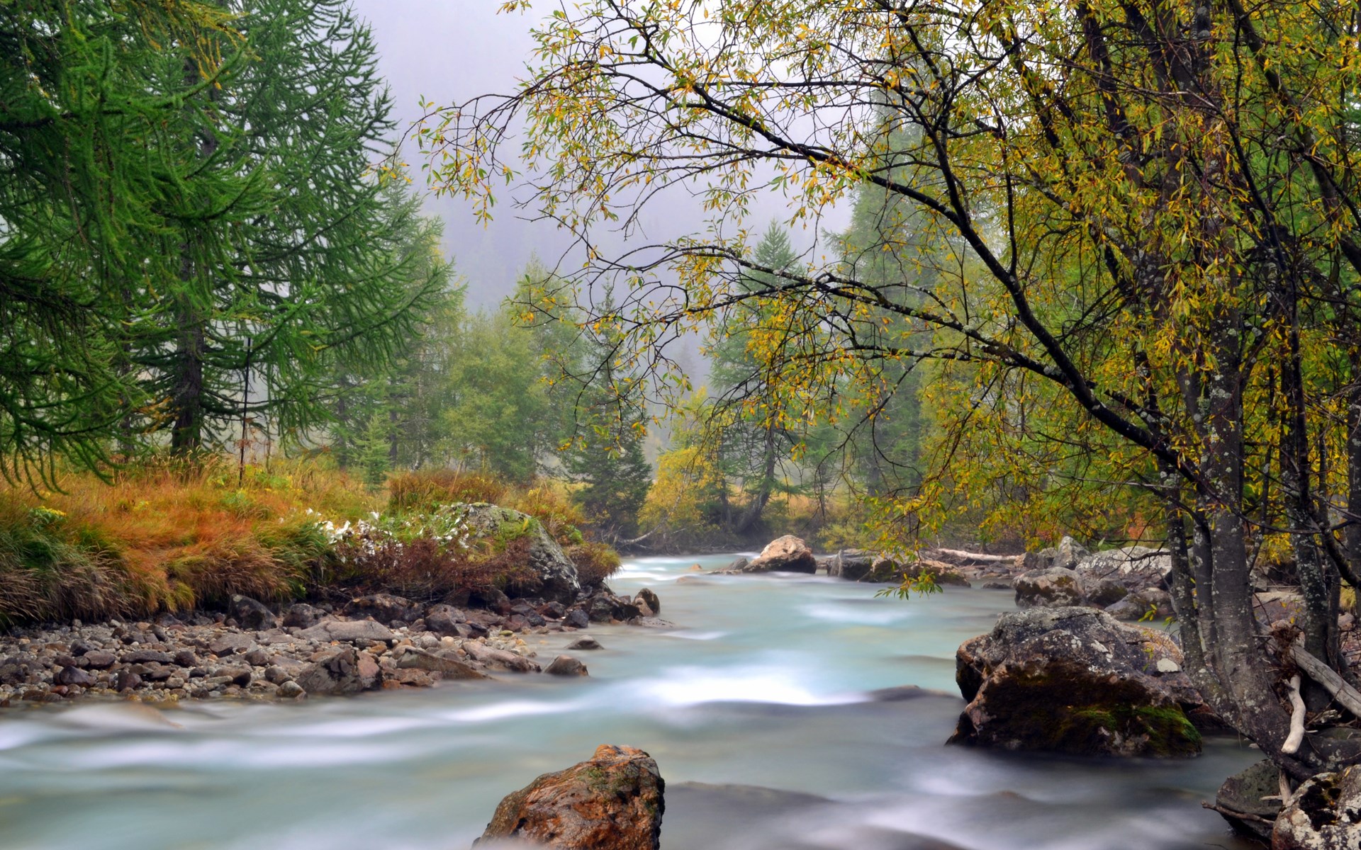 Misty forest river with autumn foliage HD Wallpaper