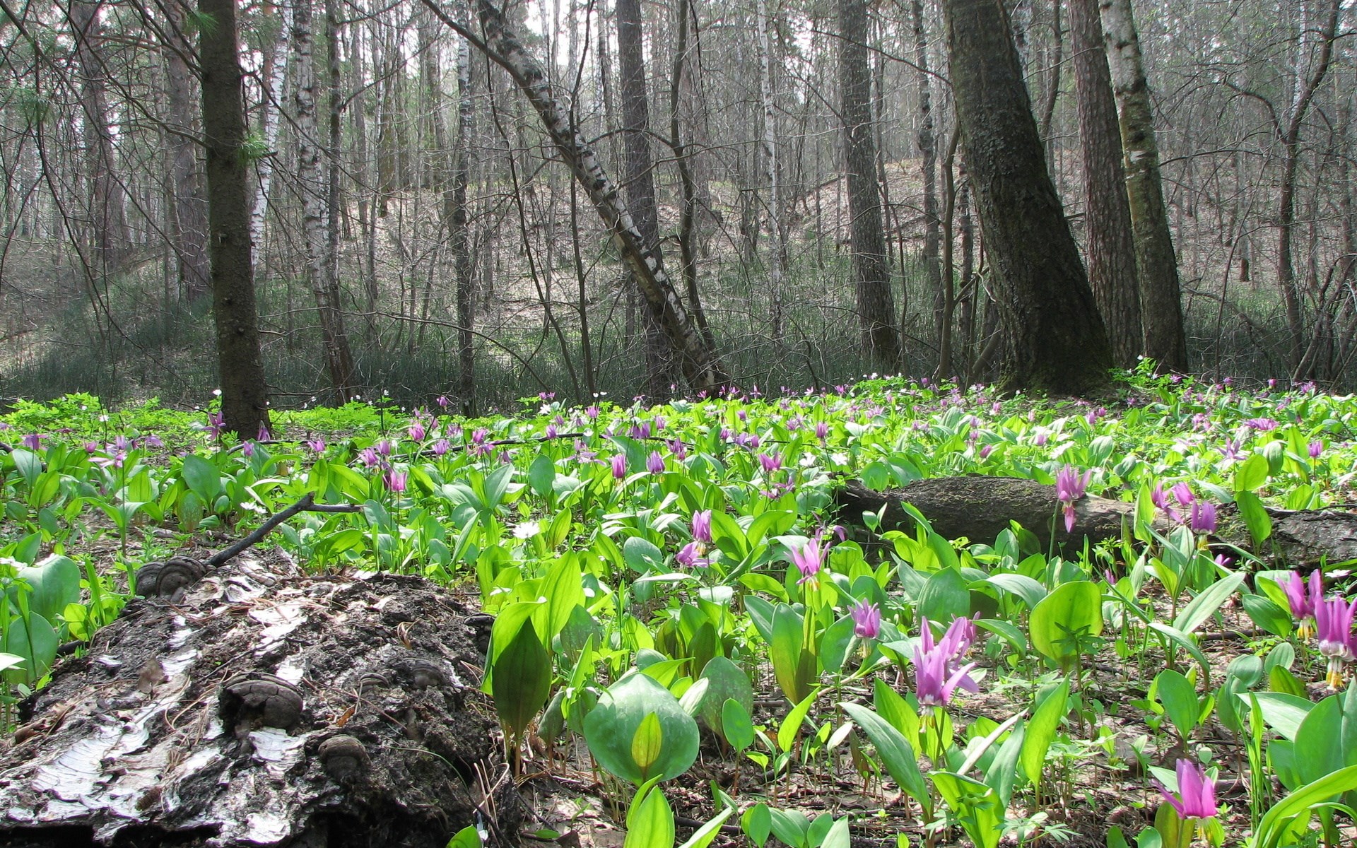 Forest floor with pink flowers and fallen log HD Wallpaper