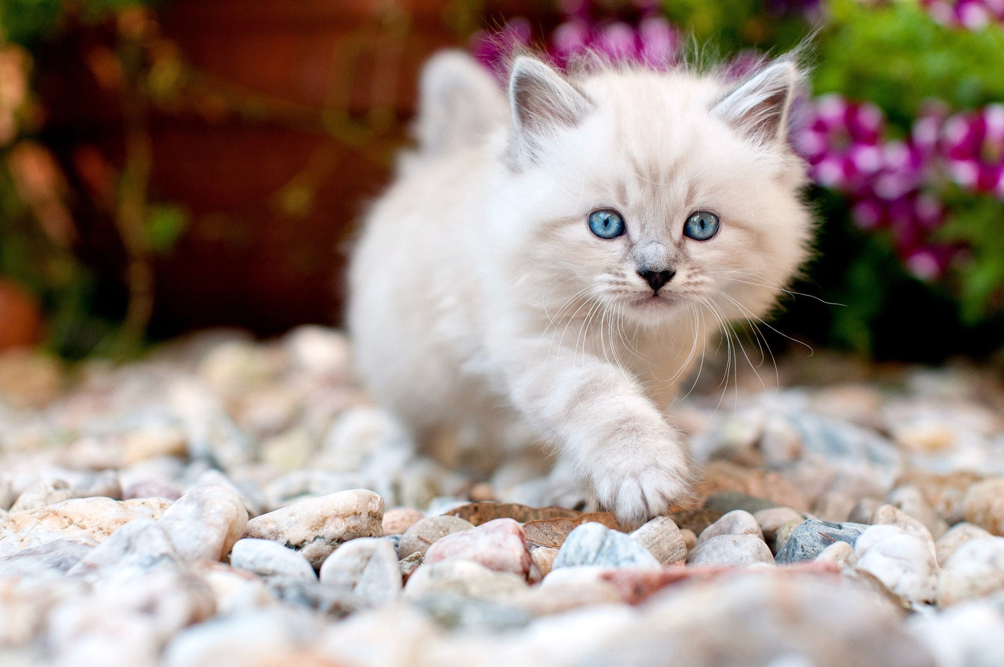 Fluffy kitten with blue eyes on pebbles HD Wallpaper