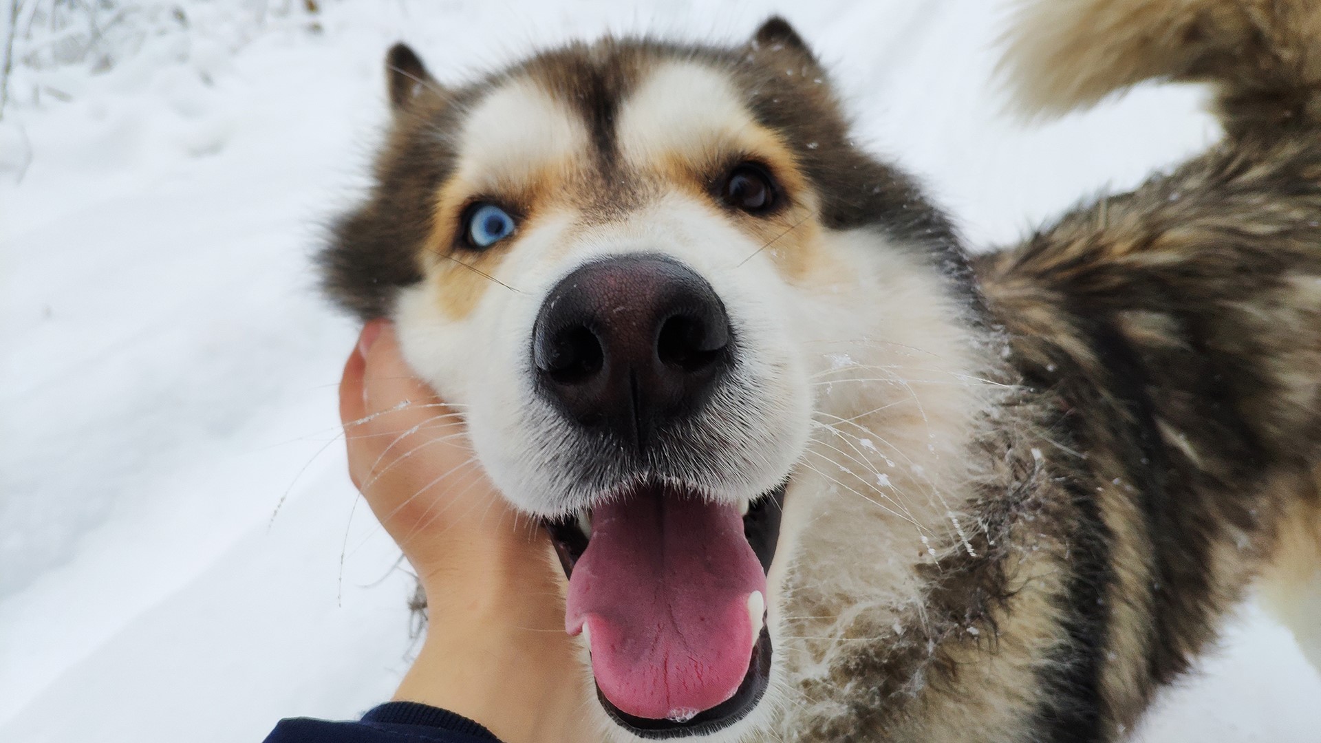 Husky dog with heterochromia being petted in snow HD Wallpaper