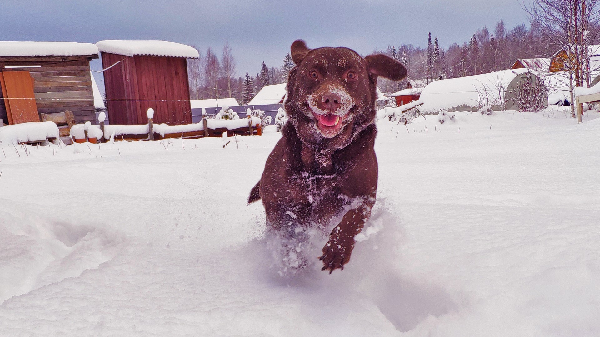 Chocolate lab running in the snow HD Wallpaper