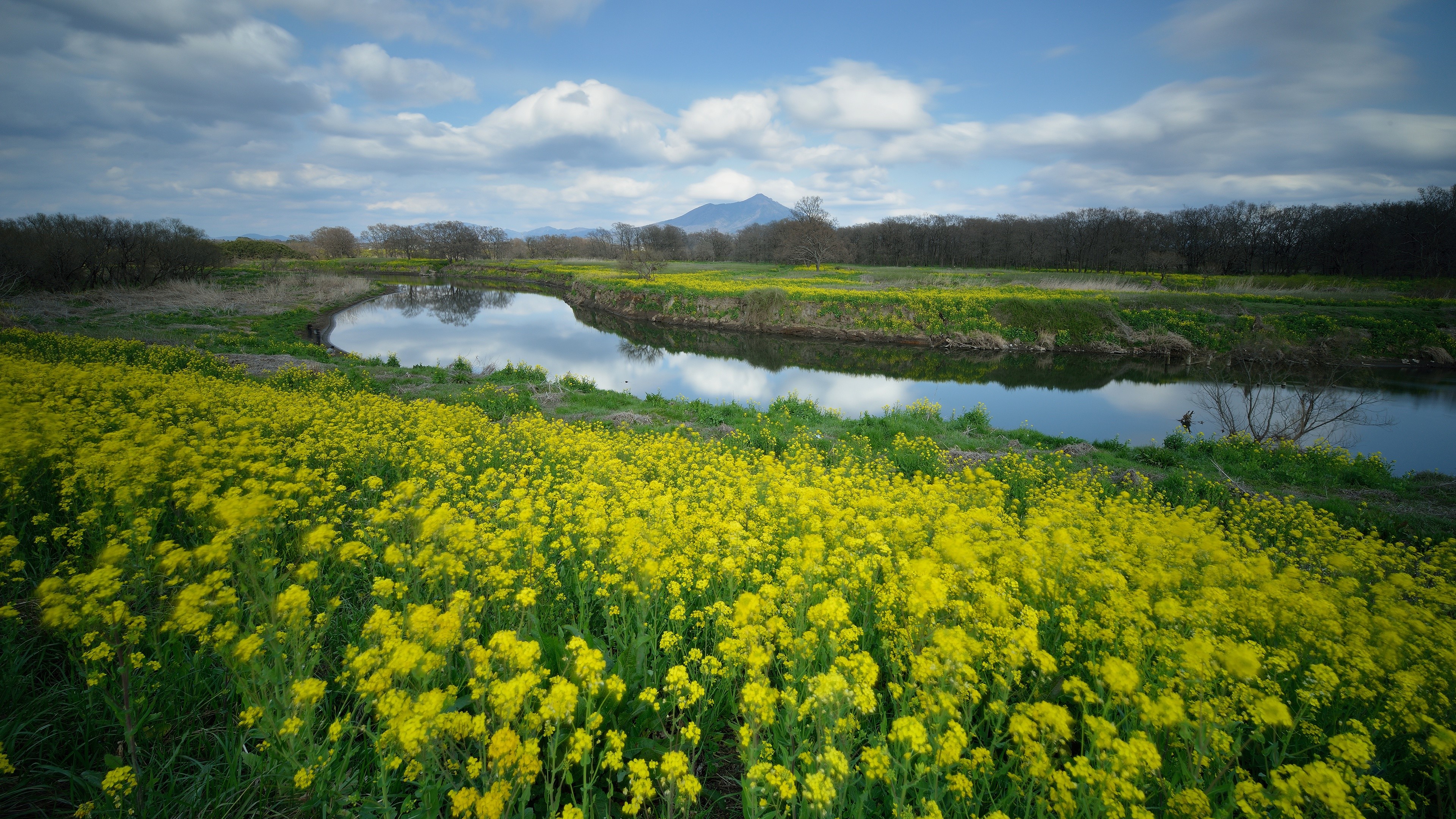 4K Yellow Flowers Landscape with River and Mountain HD Wallpaper