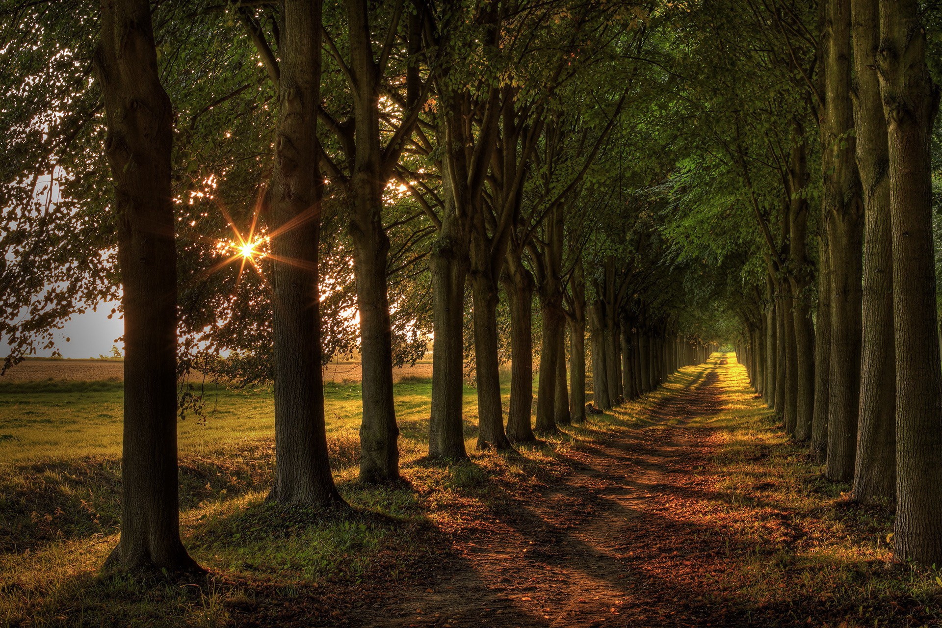 A sunlit path through a tree-lined avenue HD Wallpaper