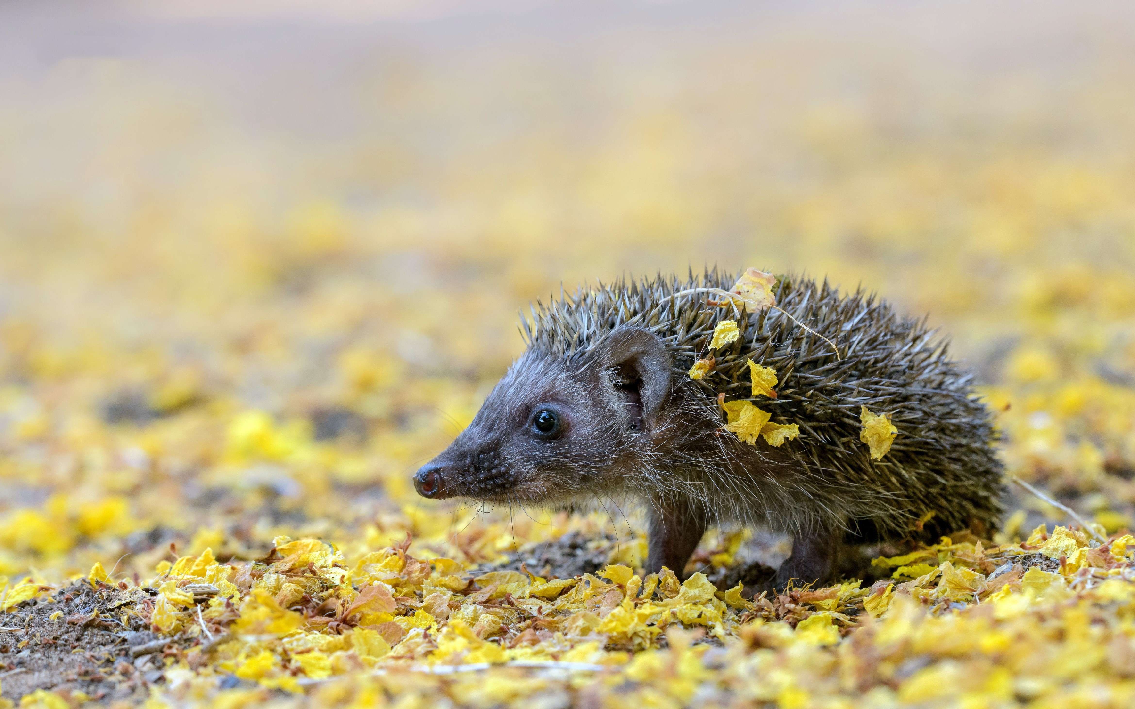 Hedgehog with yellow leaves on its spines HD Wallpaper