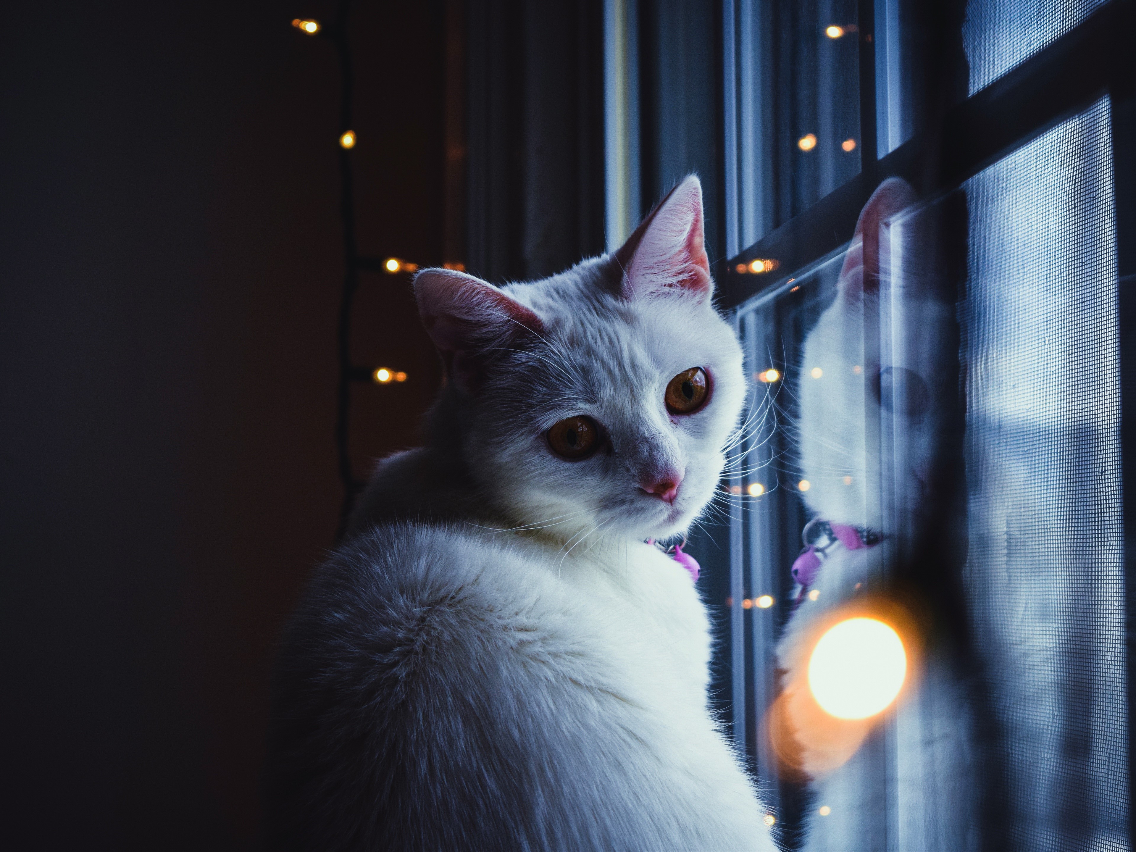 White cat by window with lights HD Wallpaper