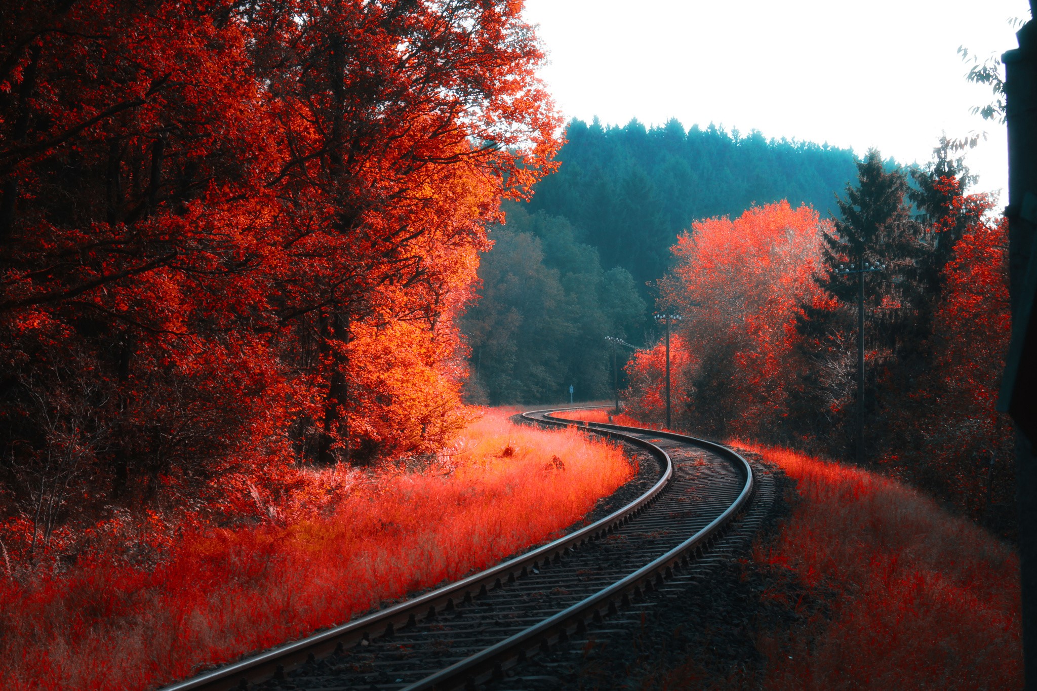 Railway through a colorful forest in autumn HD Wallpaper