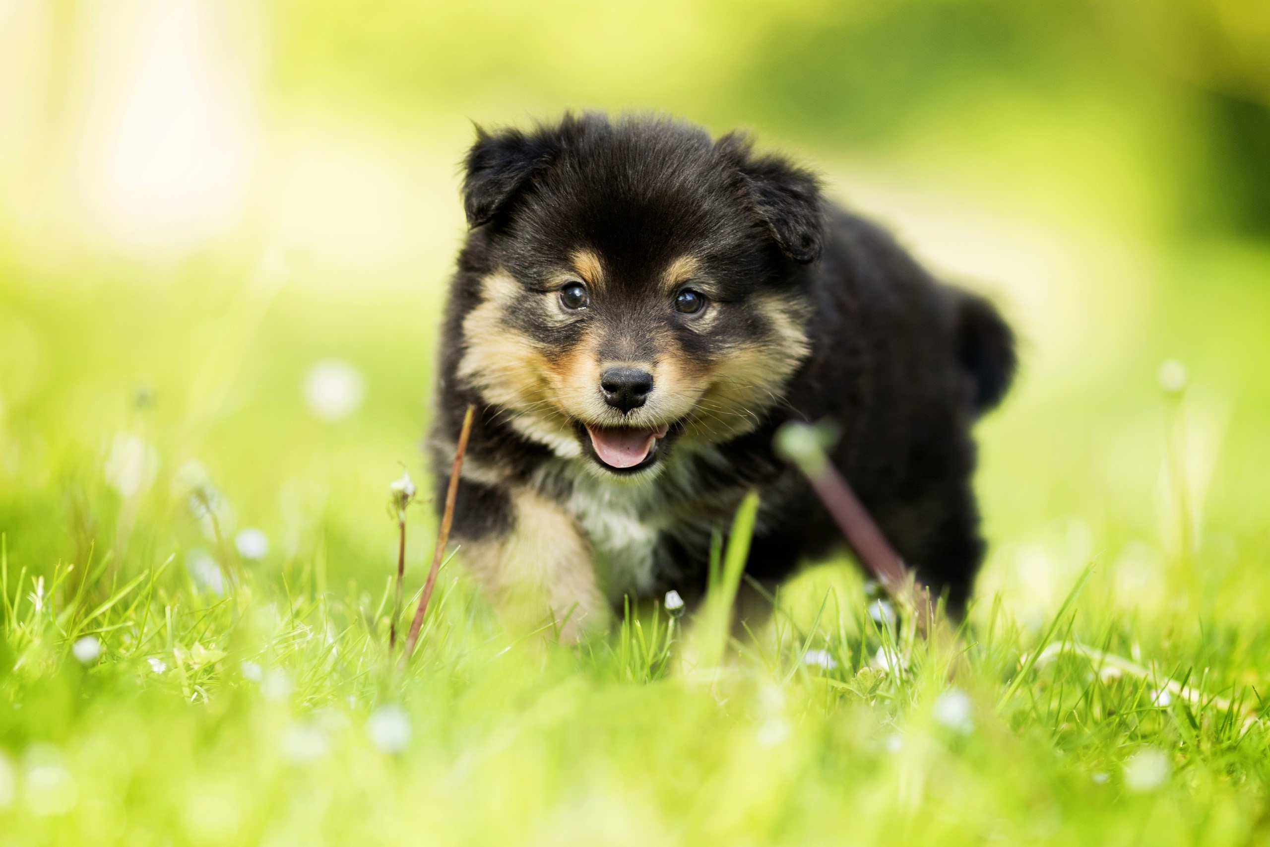A fluffy black and tan puppy in green grass HD Wallpaper