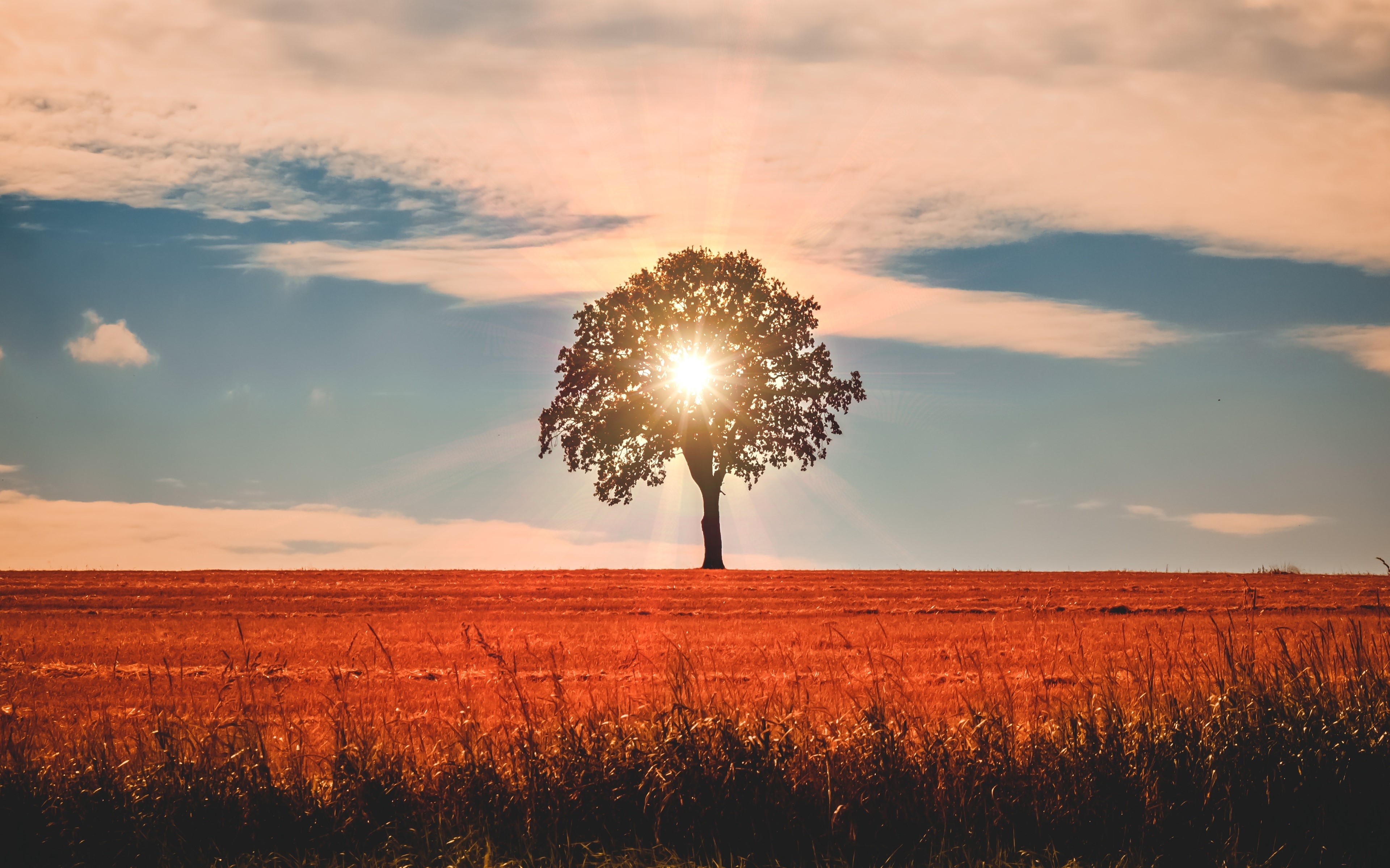 Tree in a field with sun rays HD Wallpaper