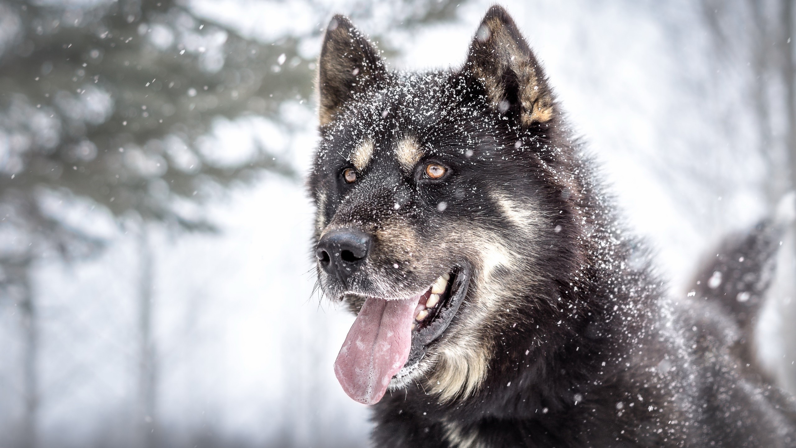 Dog with tongue out in the snow HD Wallpaper