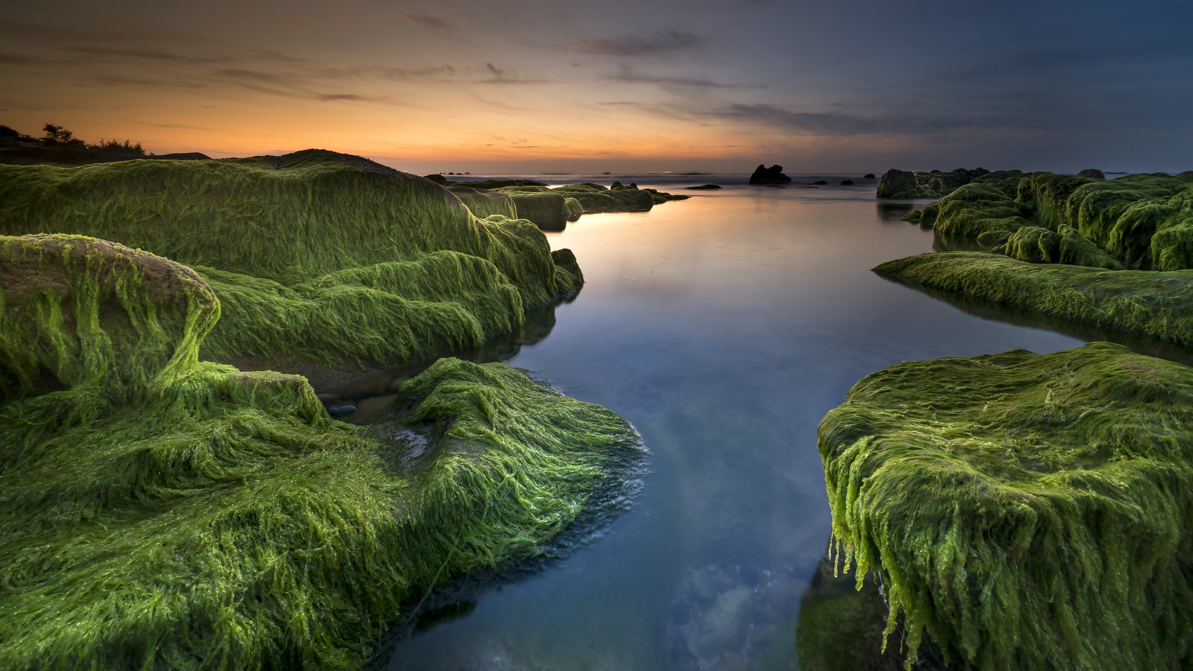 4K seaweed-covered rocks at sunset HD Wallpaper