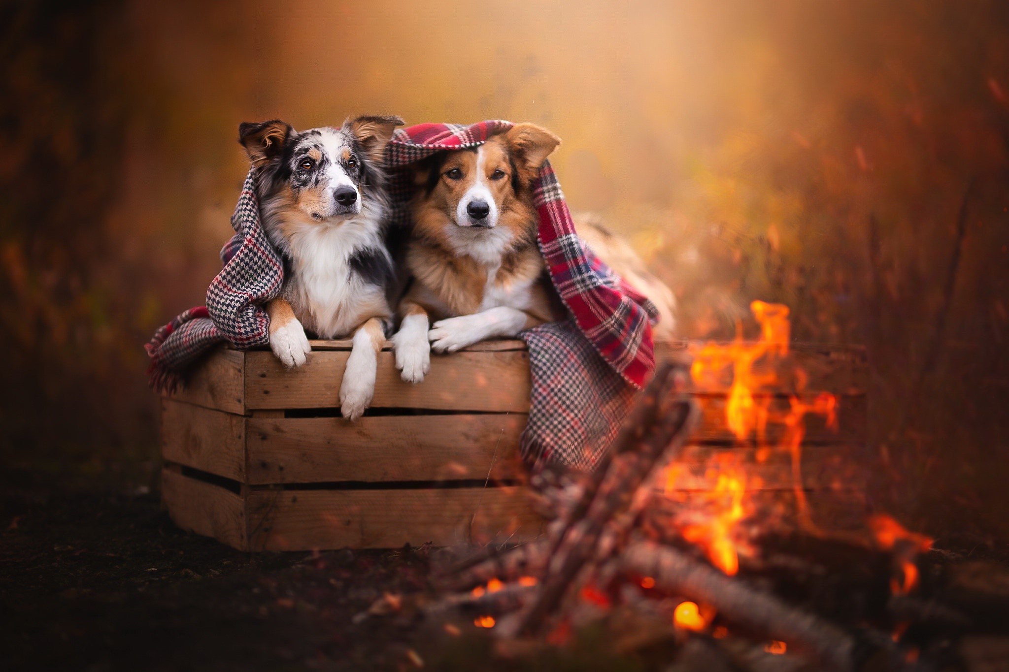 Two dogs under a blanket by a campfire HD Wallpaper