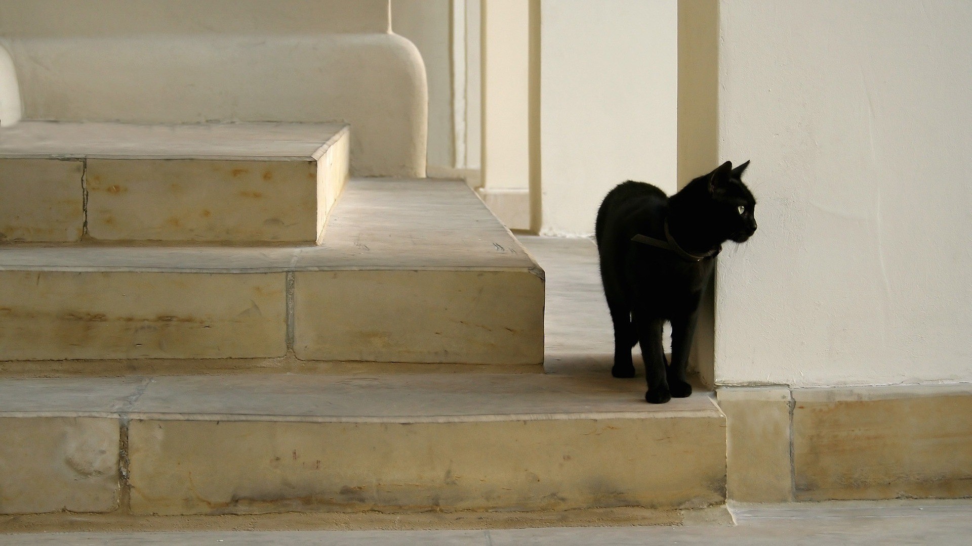 Black cat on stone steps HD Wallpaper