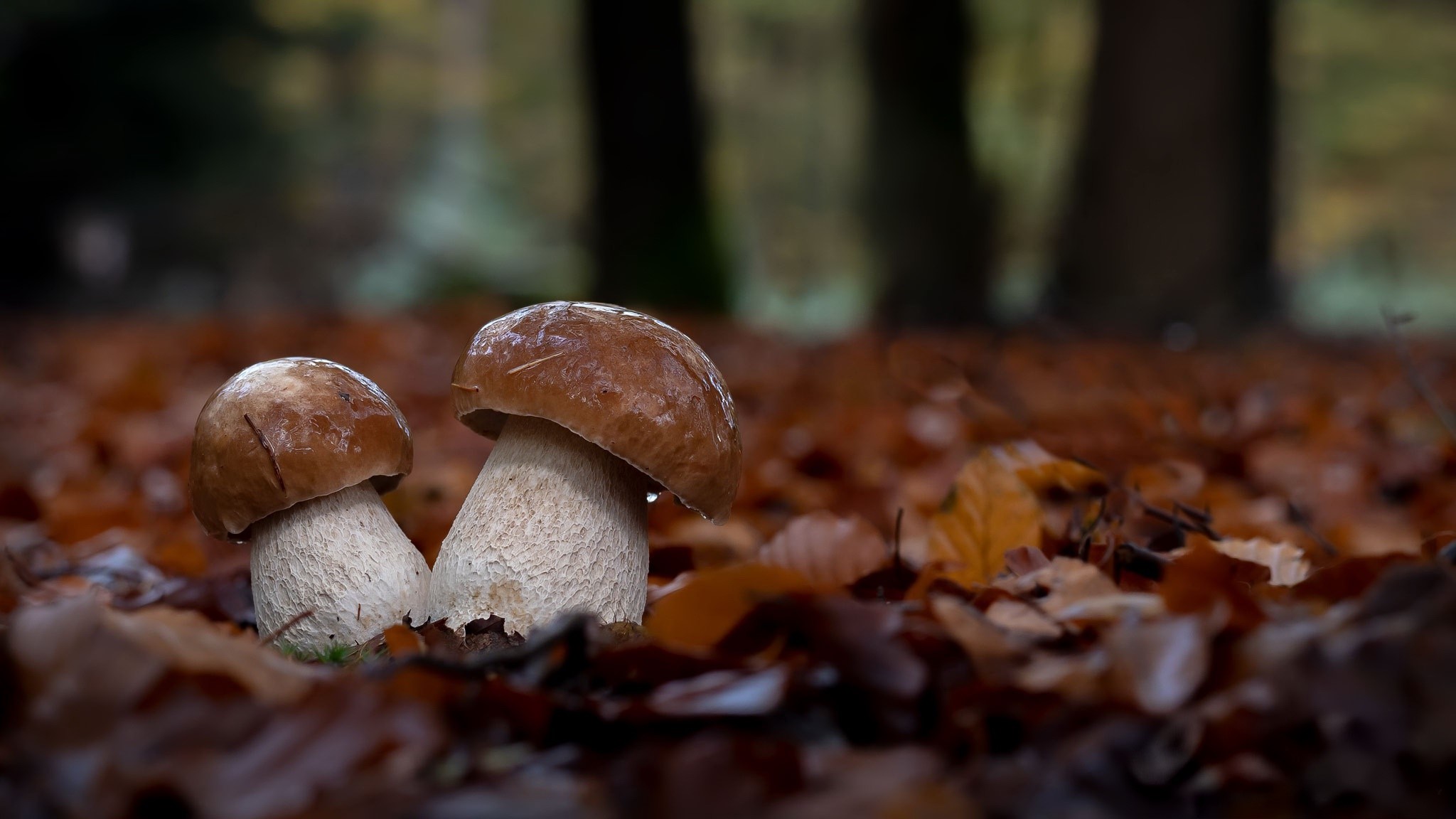 Two mushrooms on a bed of fallen leaves in a forest HD Wallpaper