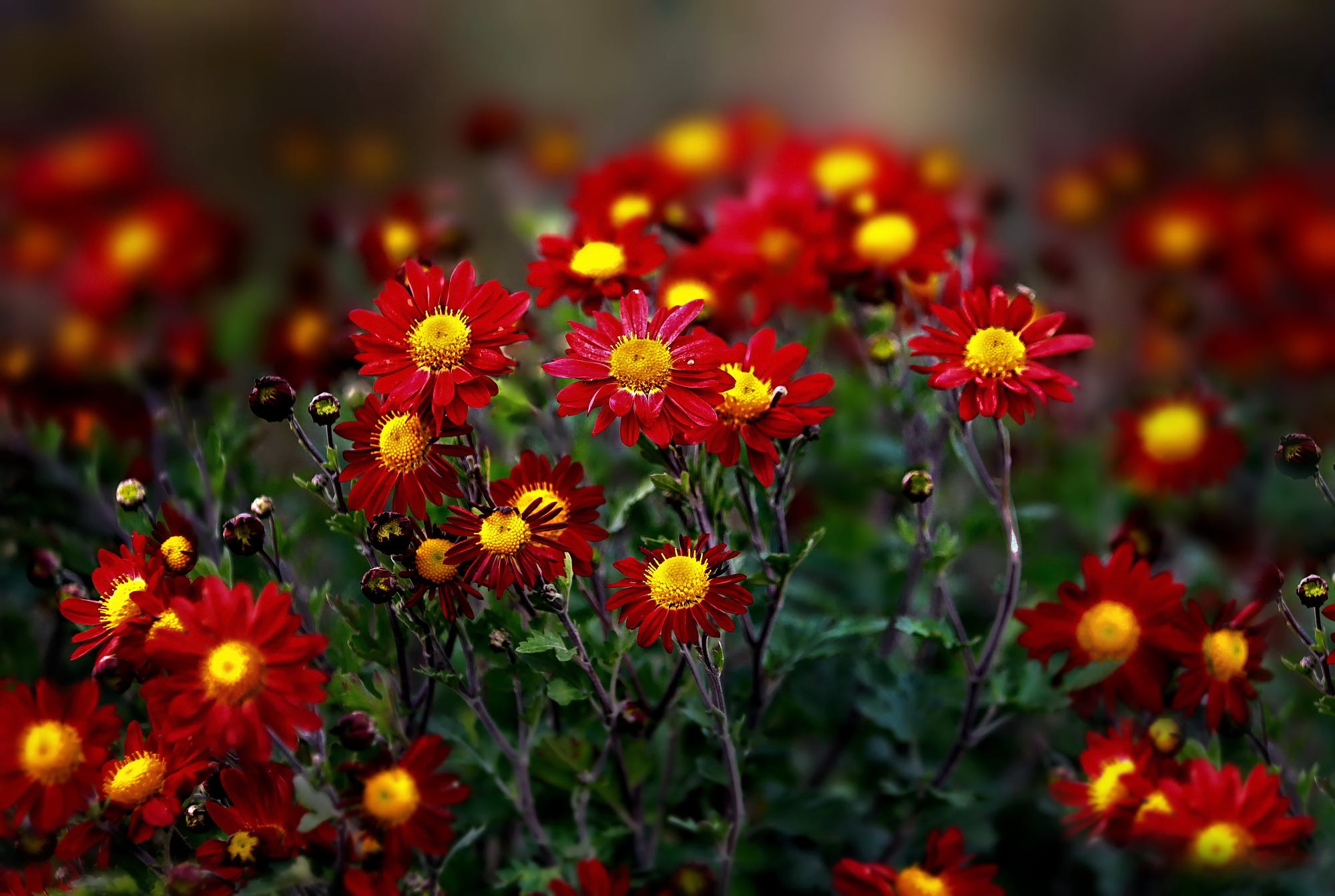 Red and yellow chrysanthemums in a garden HD Wallpaper