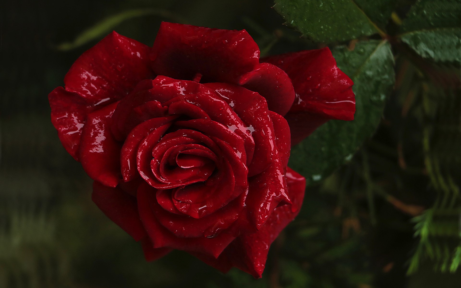 Close-up of a wet red rose with green leaves HD Wallpaper