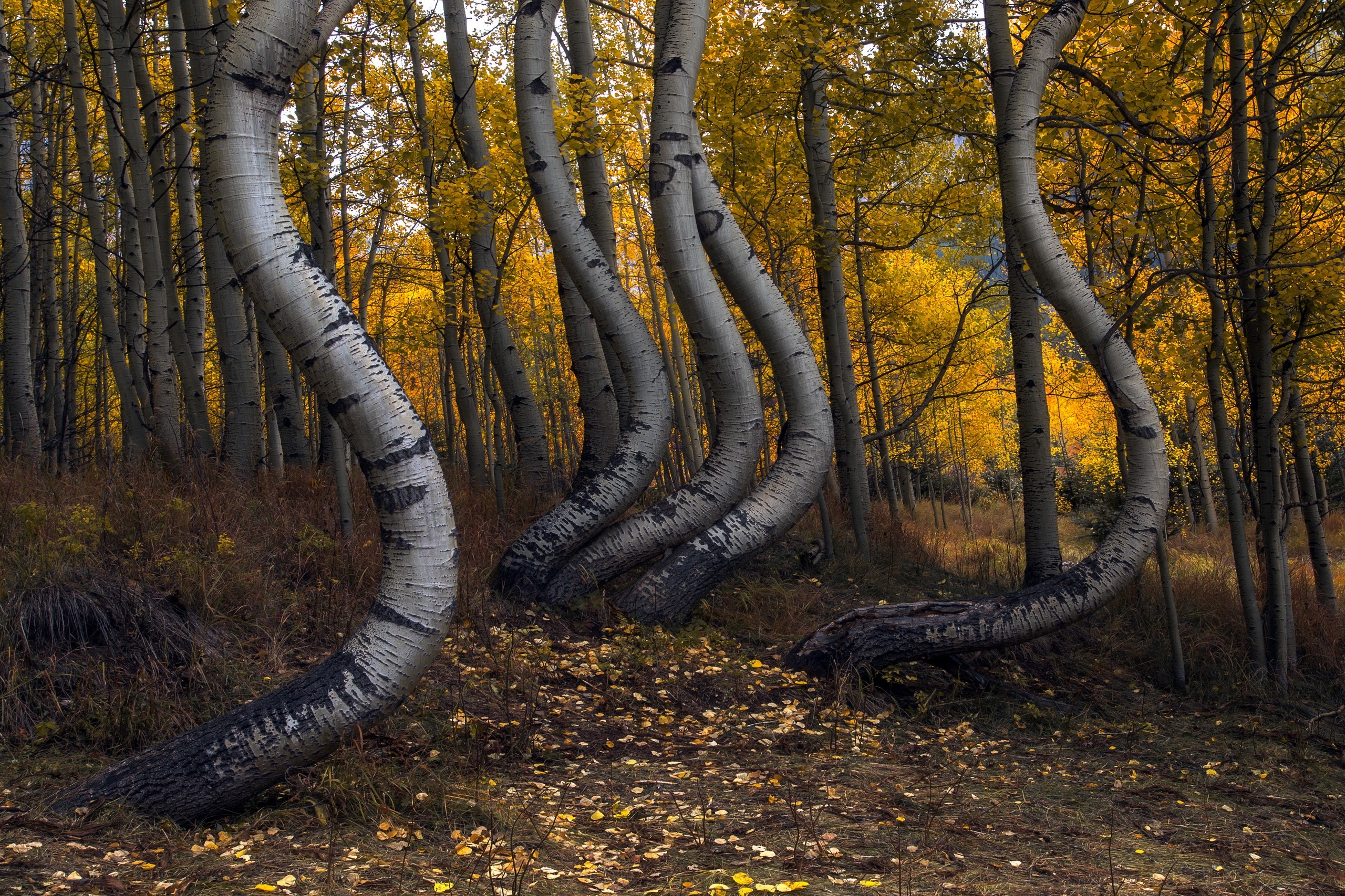 Bent Aspen trees in a forest during fall HD Wallpaper