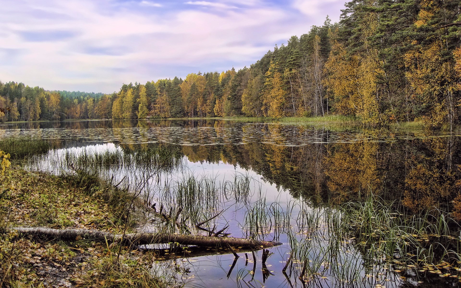 Autumn forest reflected in a calm lake HD Wallpaper