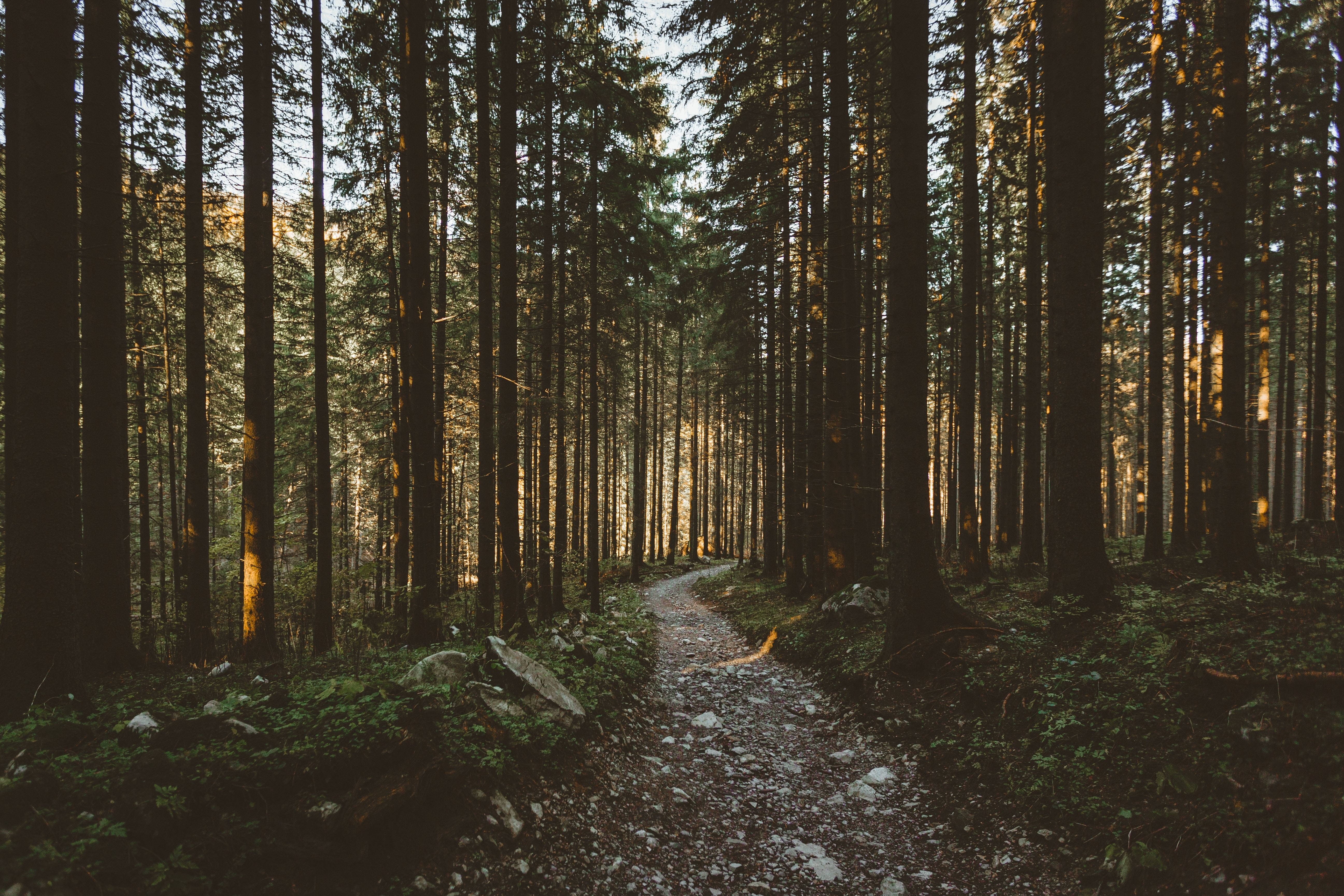 4K forest with a dirt road and trees HD Wallpaper