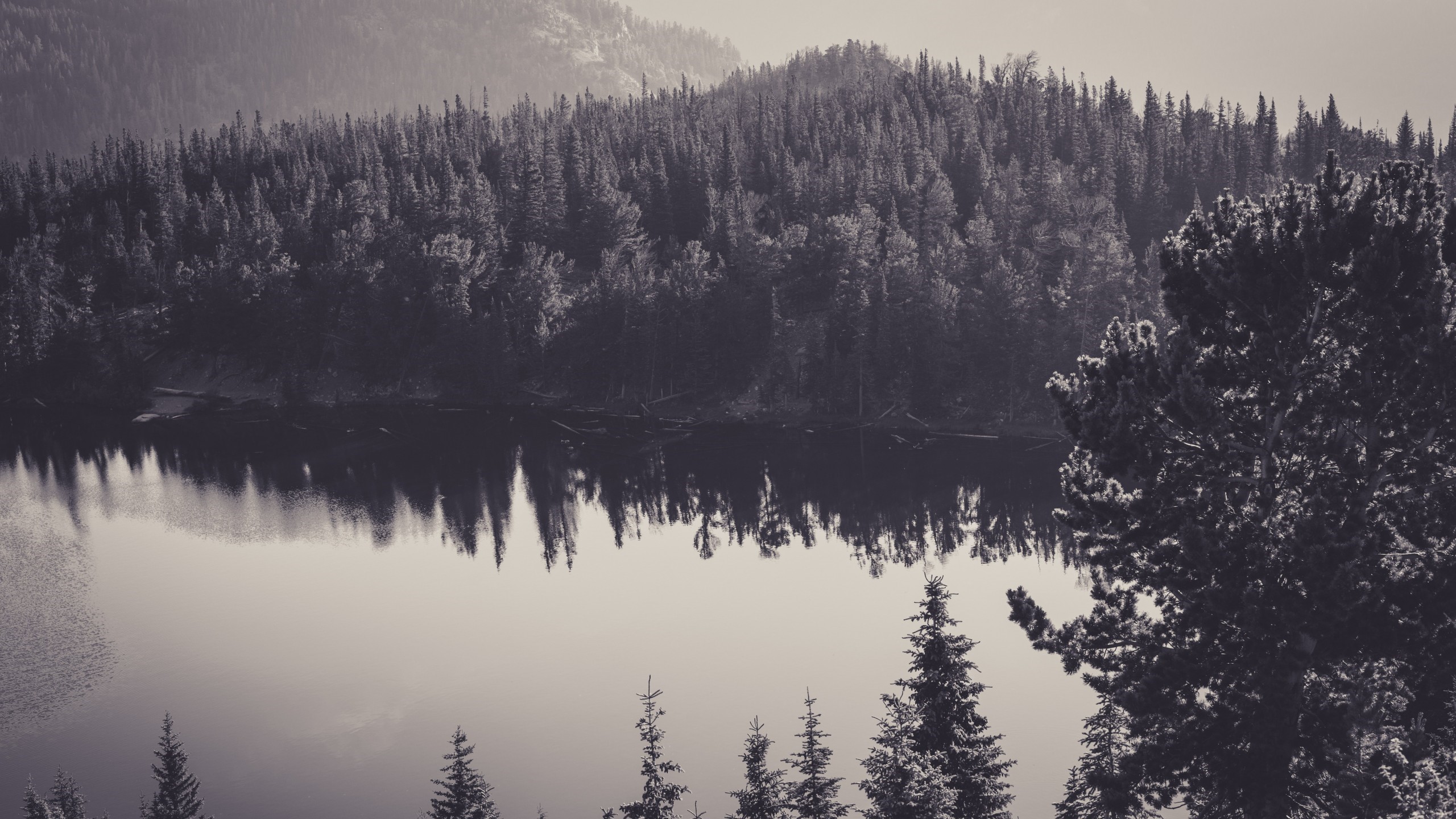 Monochrome forest landscape reflected in a lake HD Wallpaper