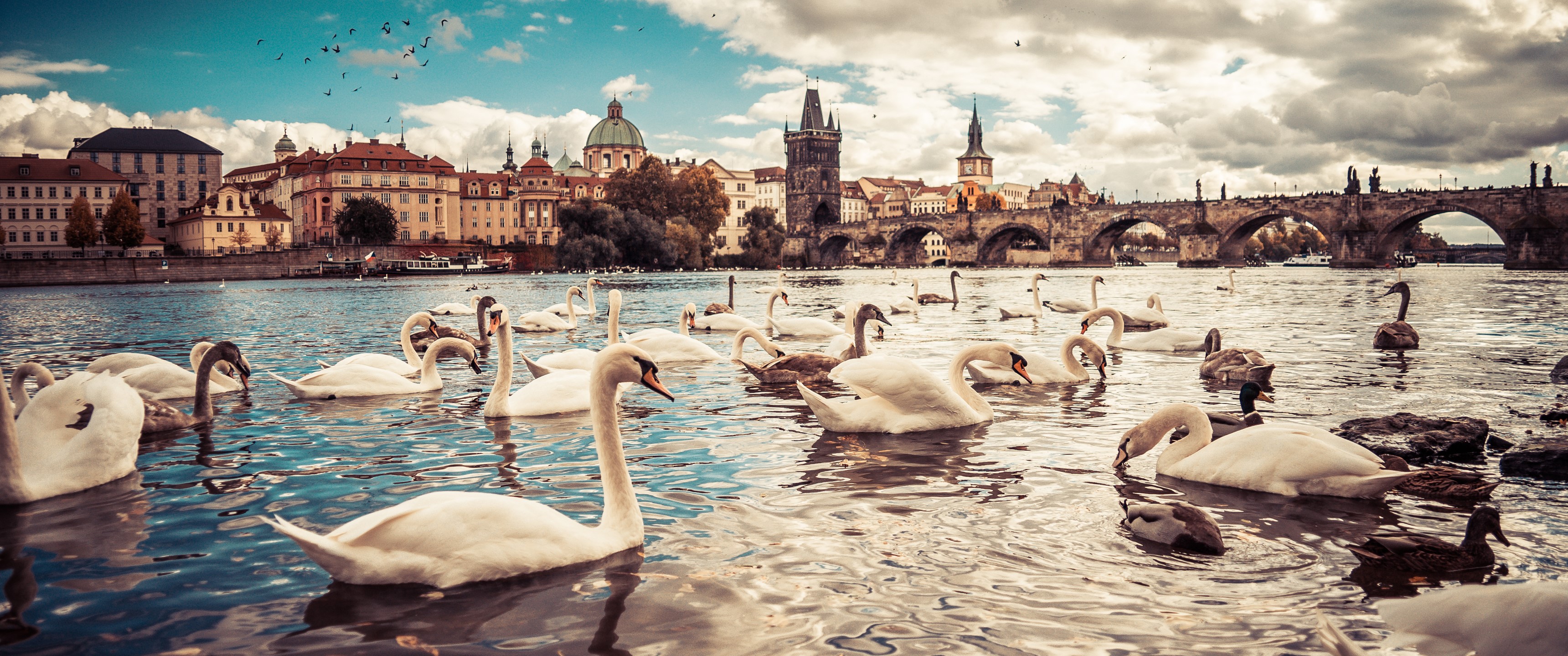 Panorama of swans on the Vltava River in Prague HD Wallpaper