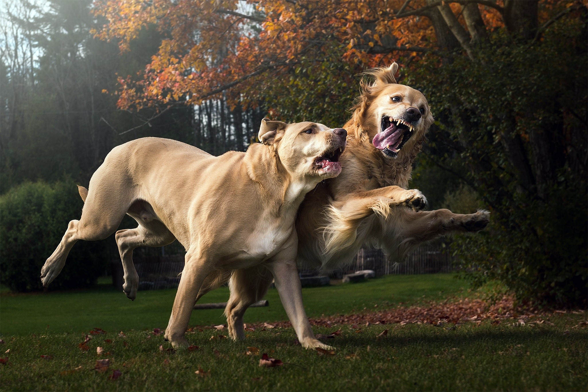 Two dogs playing aggressively outdoors HD Wallpaper