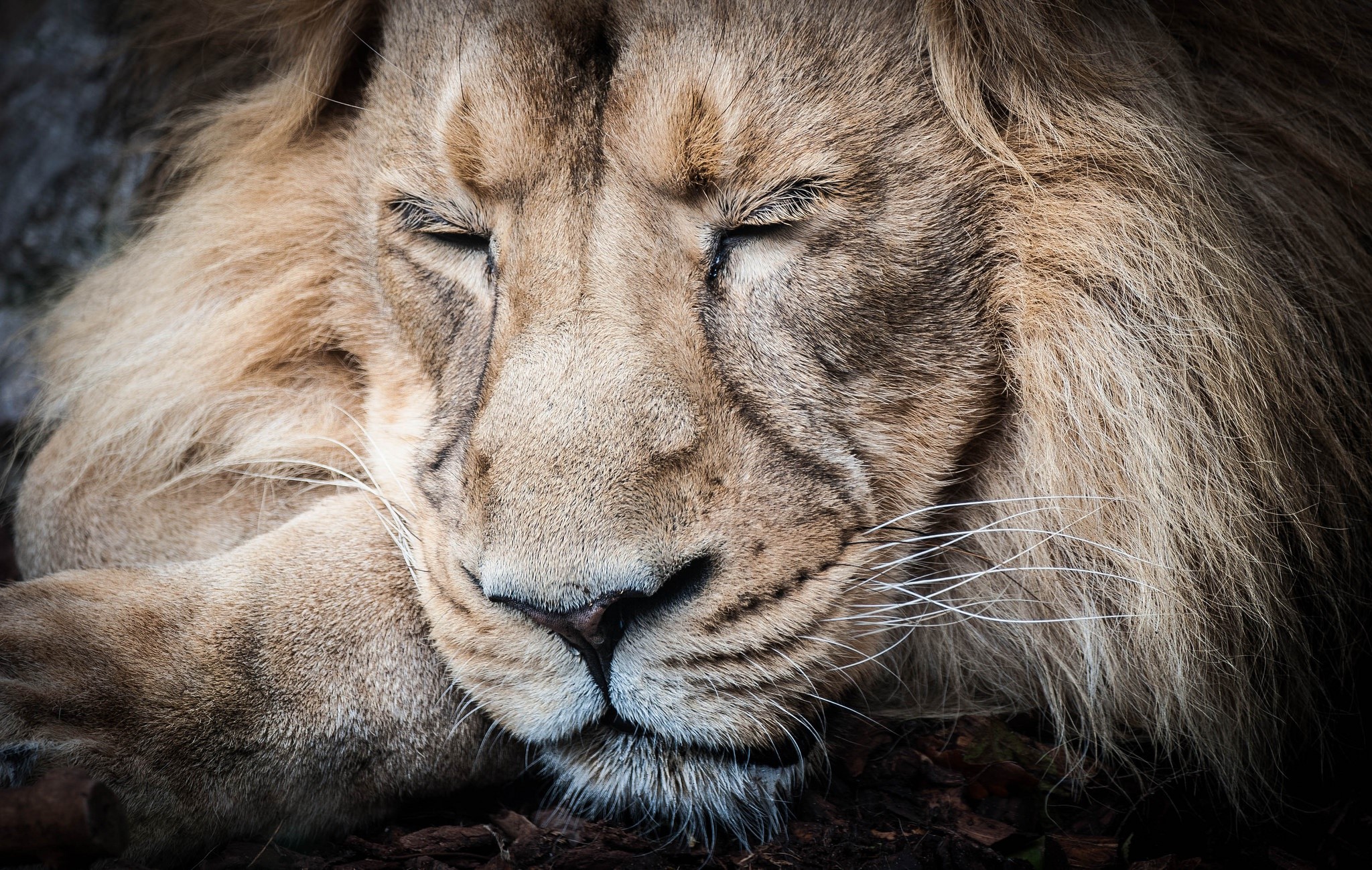 Close-up of a sleeping lion HD Wallpaper