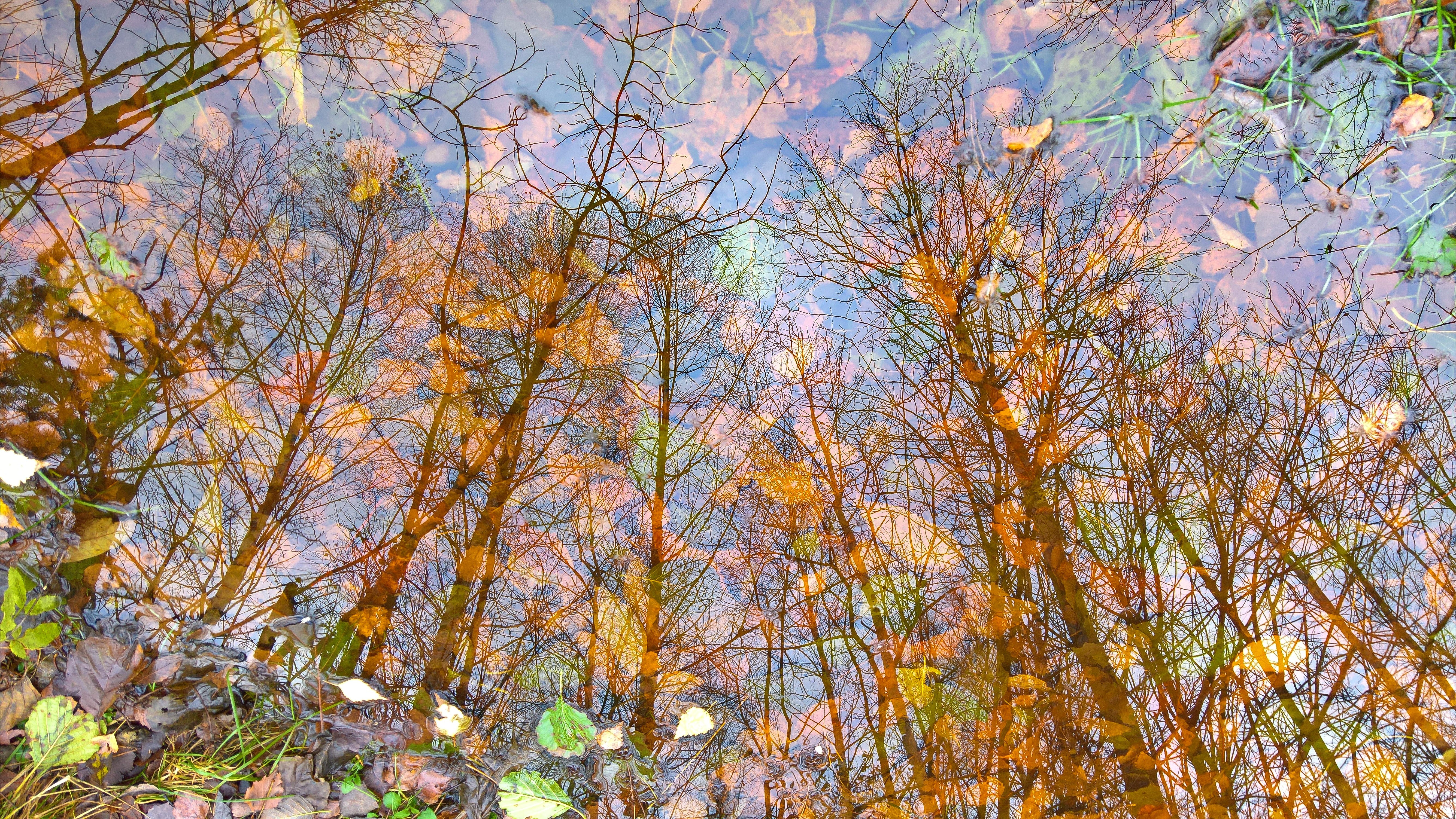 4K reflection of trees and fall leaves in water HD Wallpaper