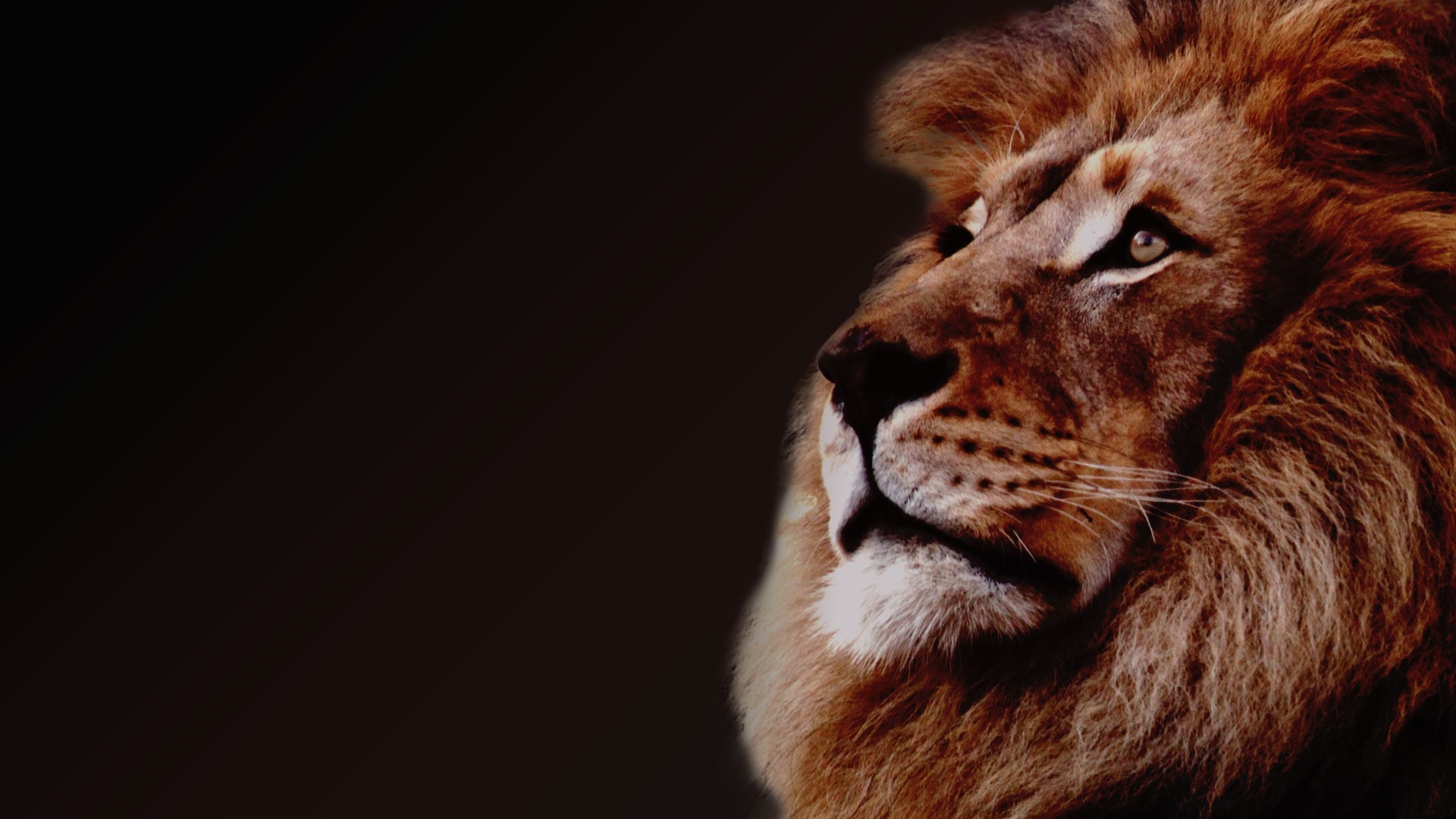Close-up of a lion's face with a dark background HD Wallpaper