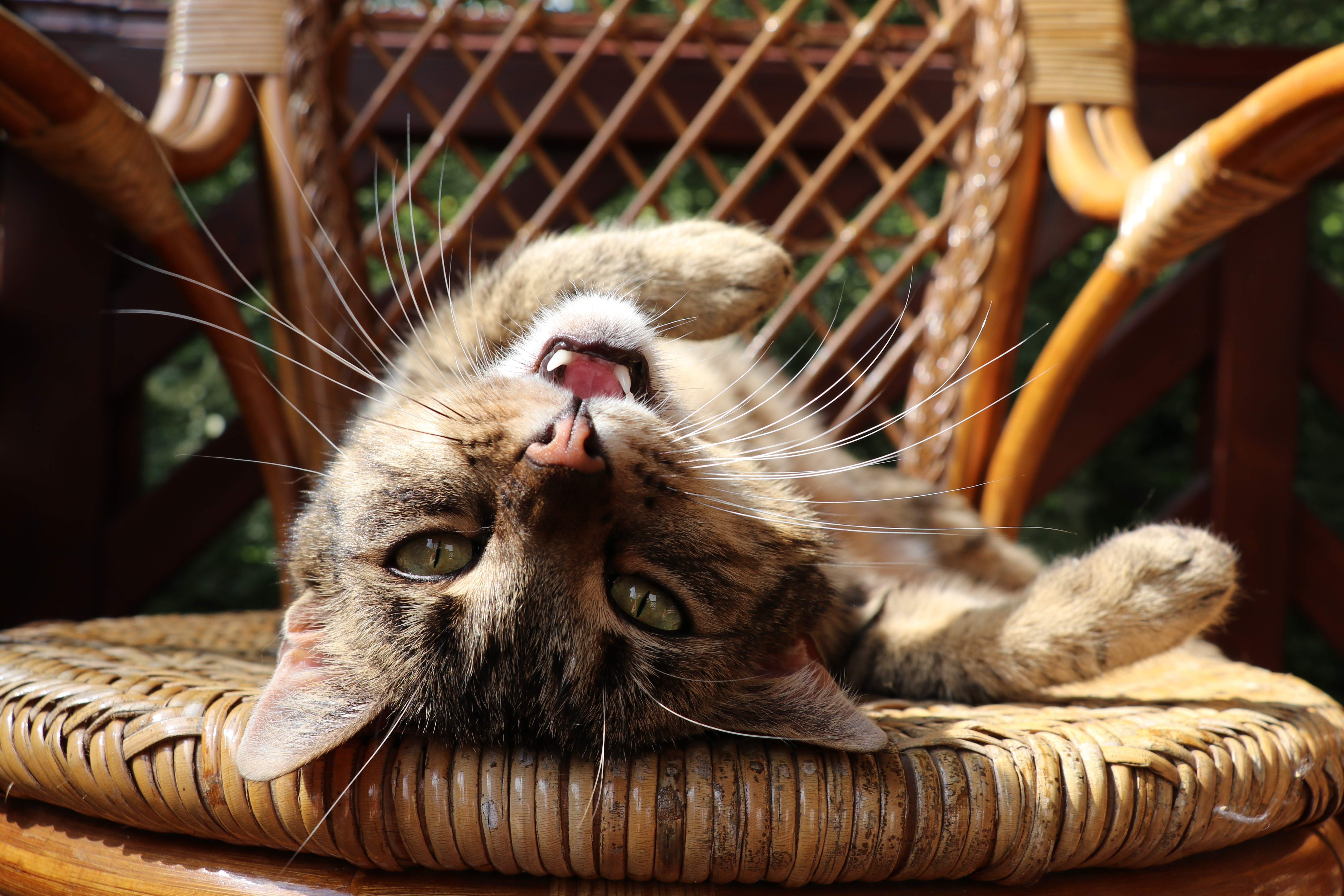 Cat lying on its back on a chair HD Wallpaper