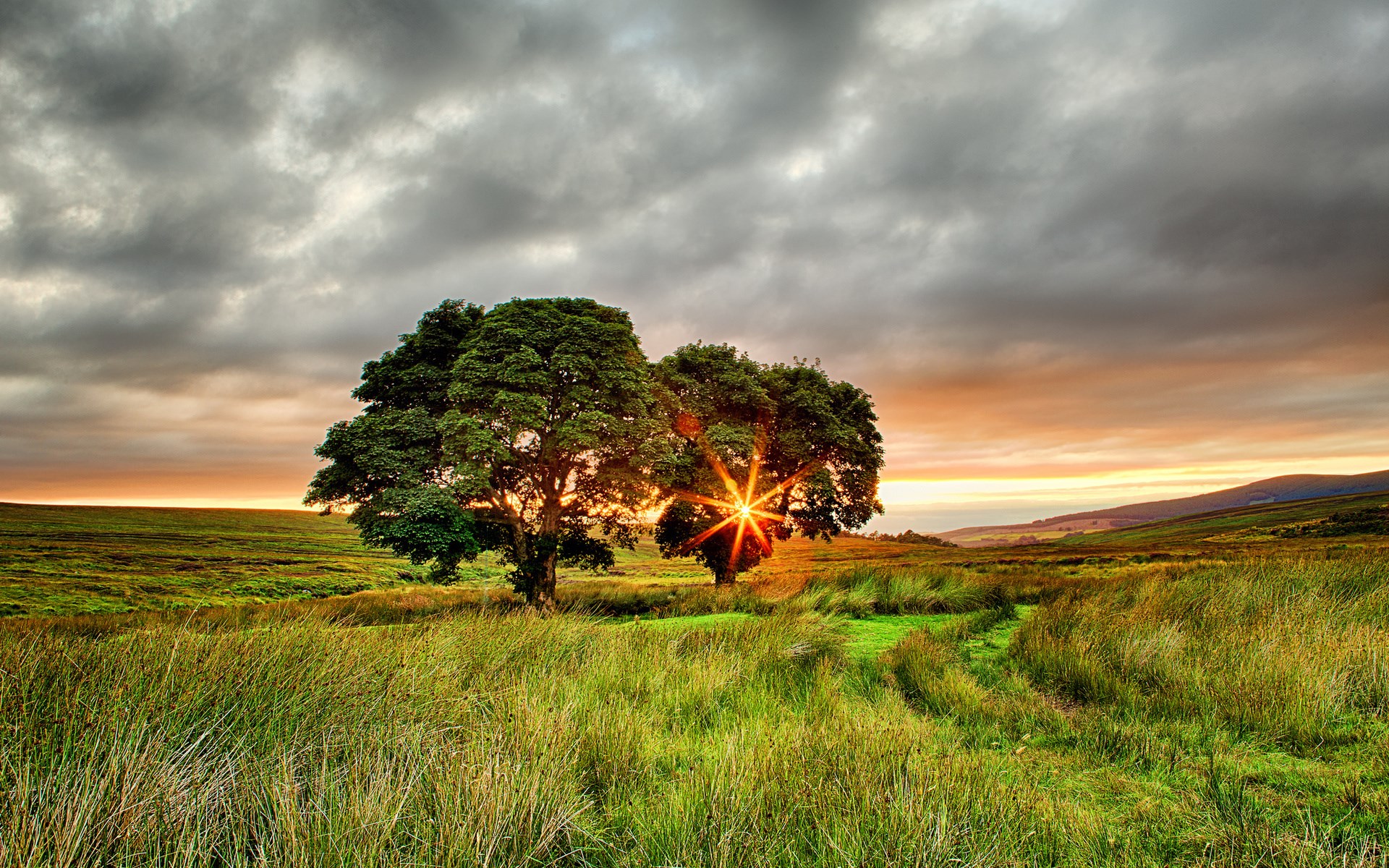 Trees in a field at sunset HD Wallpaper