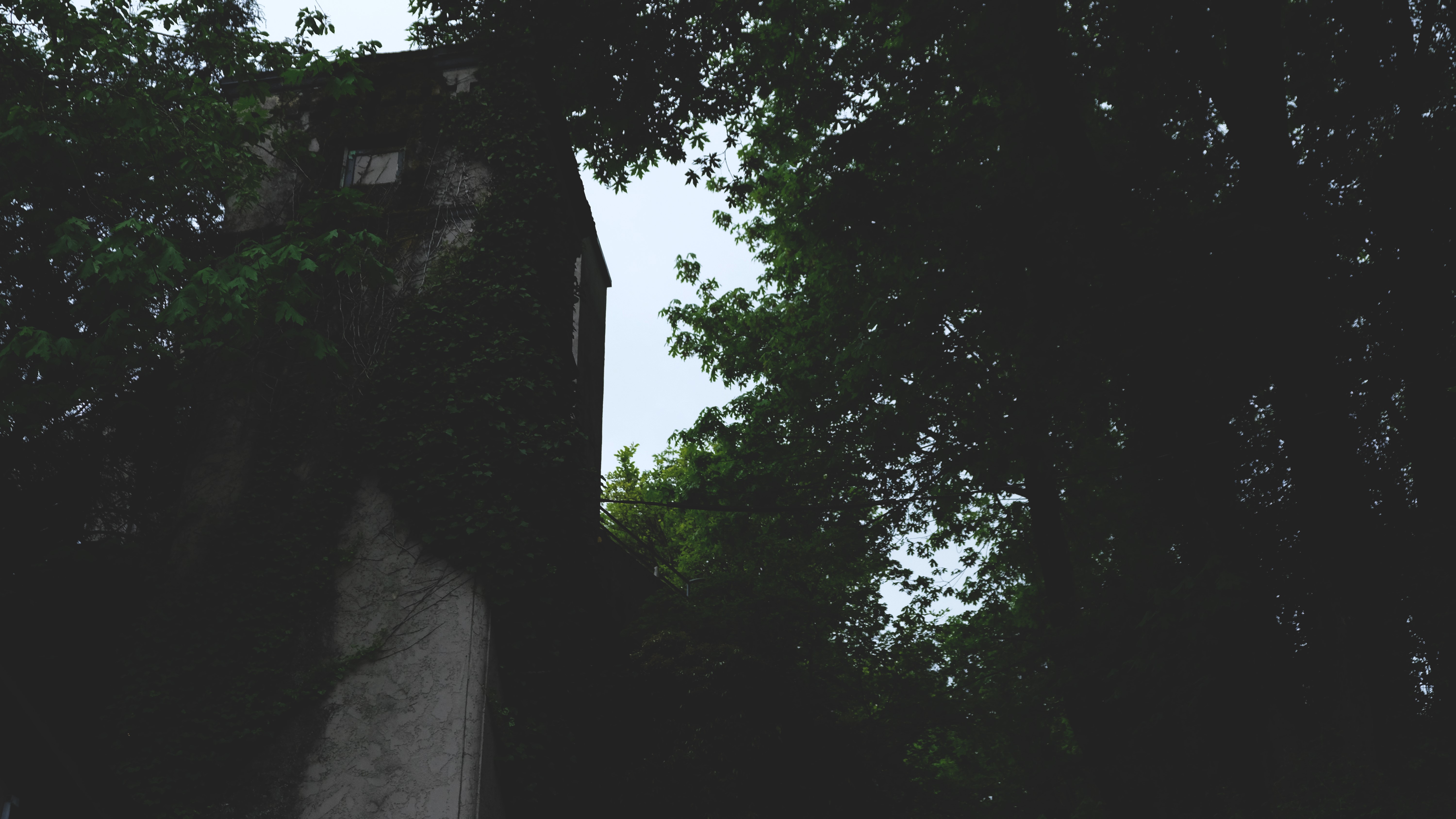 Building overgrown with ivy and trees HD Wallpaper