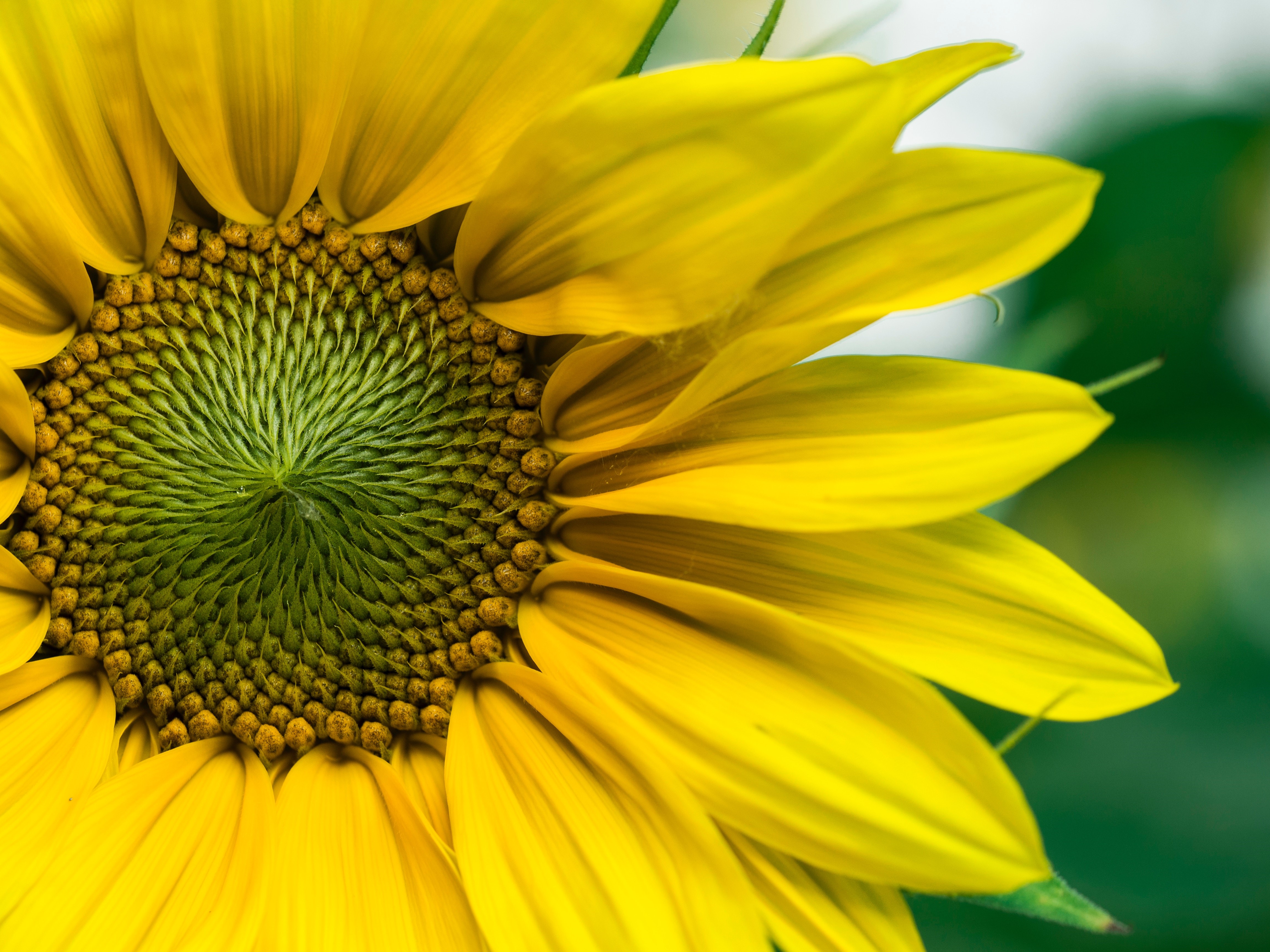 4K Close-up of a Sunflower HD Wallpaper