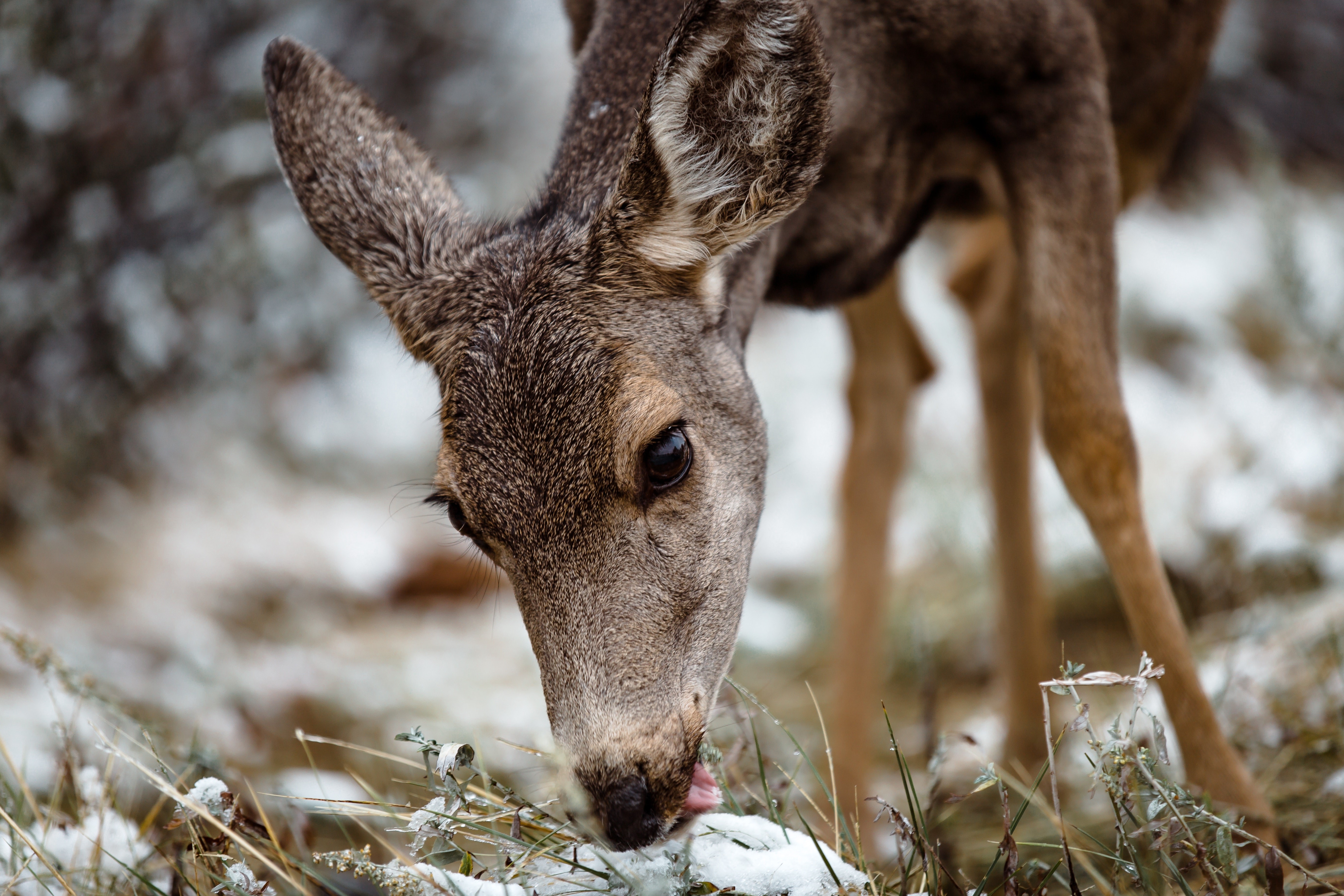 Deer eating in the snow HD Wallpaper
