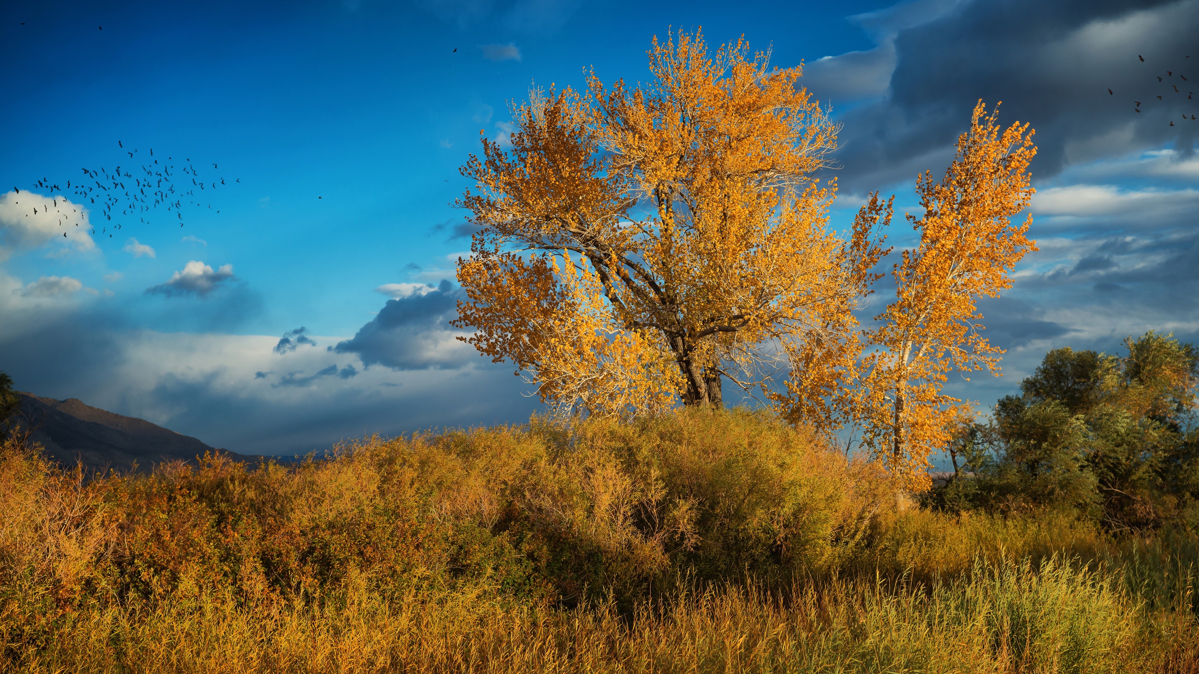 Autumn trees and birds in the sky HD Wallpaper