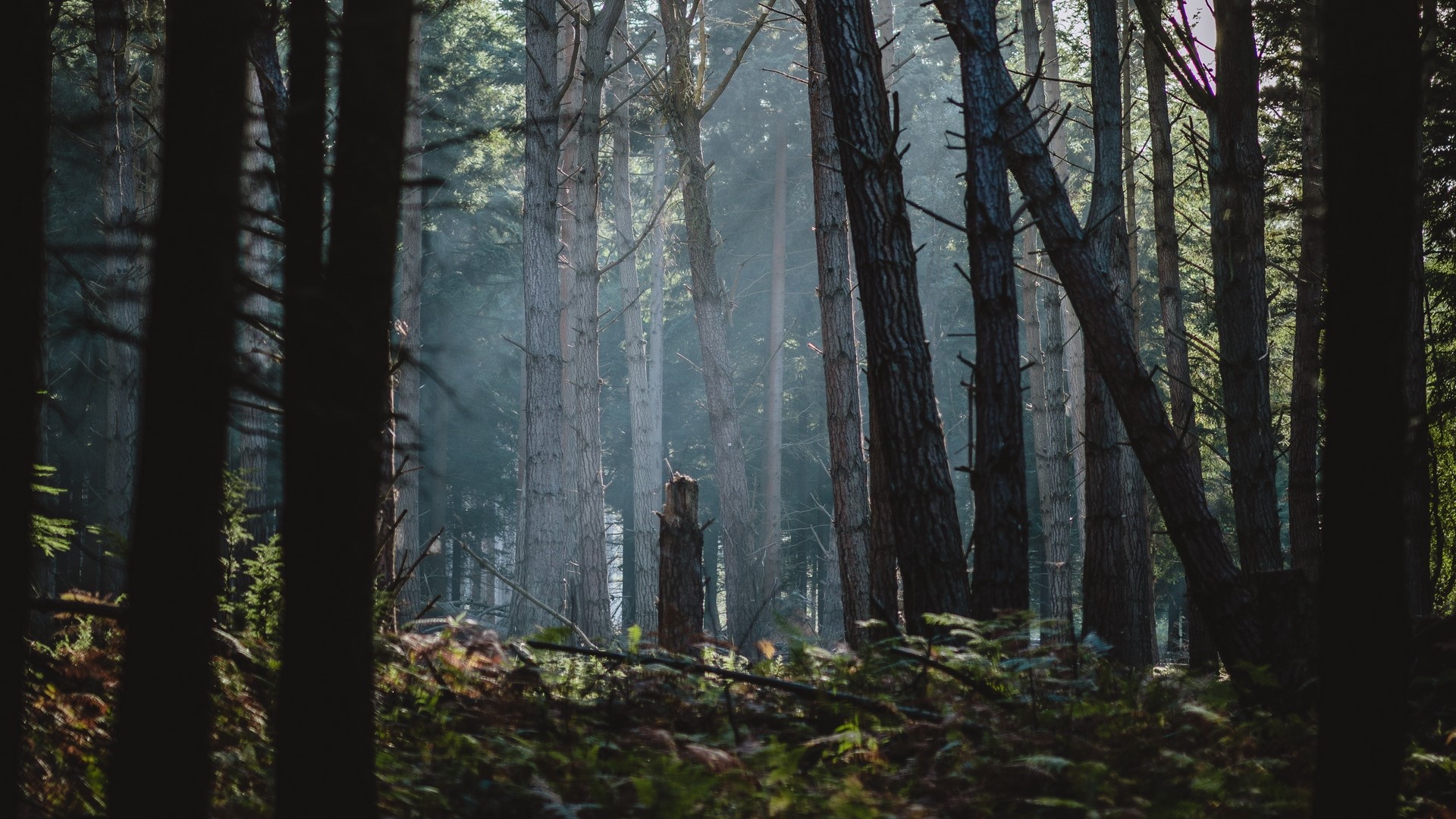 Sunlight filtering through a dense forest with tall trees HD Wallpaper